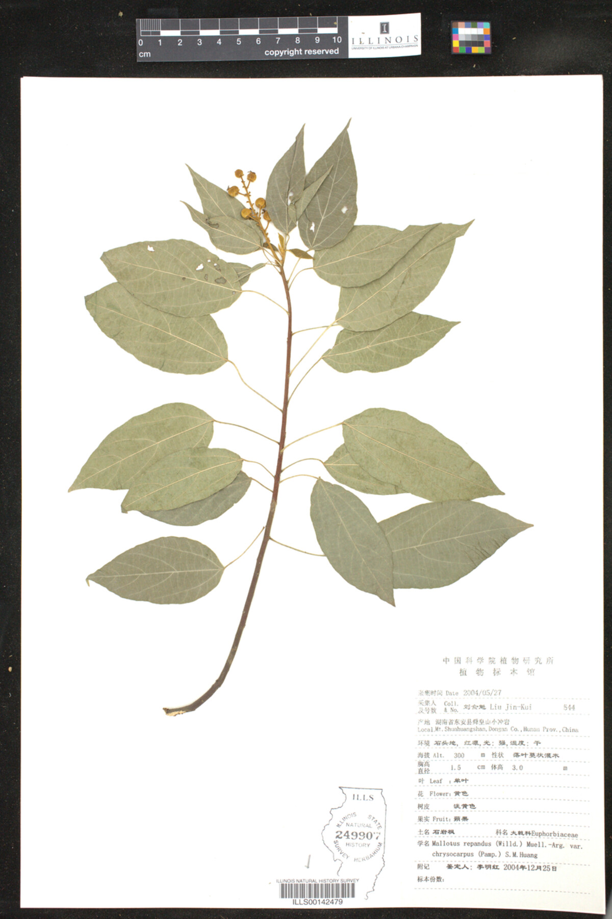 Mallotus repandus var. chrysocarpus image