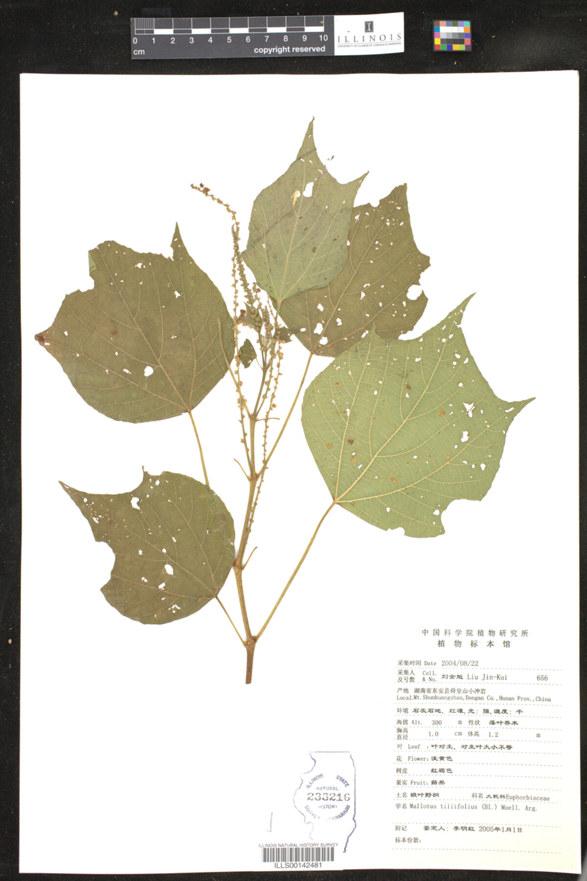 Mallotus tiliifolius image