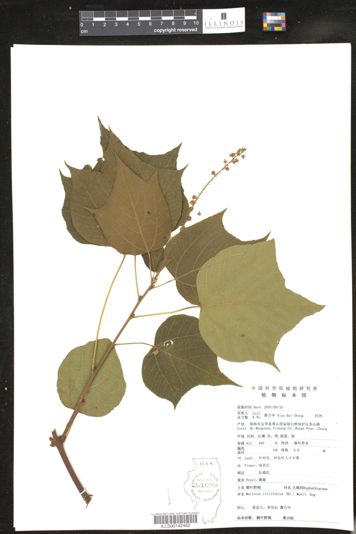 Mallotus tiliifolius image