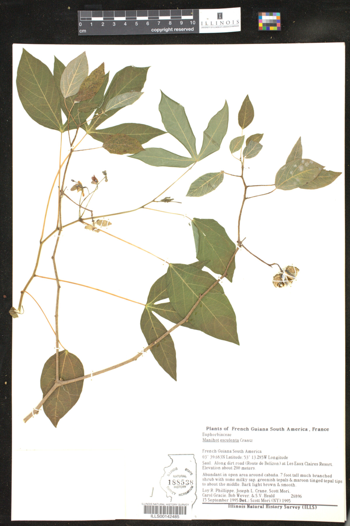 Manihot esculenta image