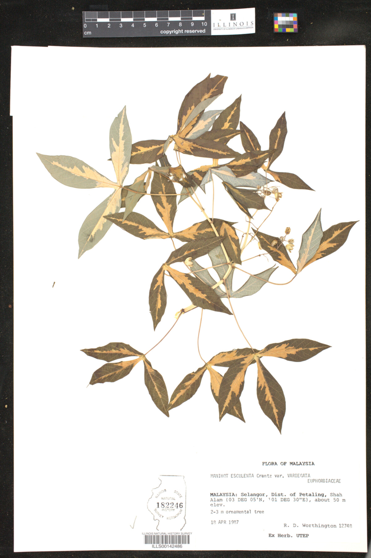 Manihot esculenta var. variegata image
