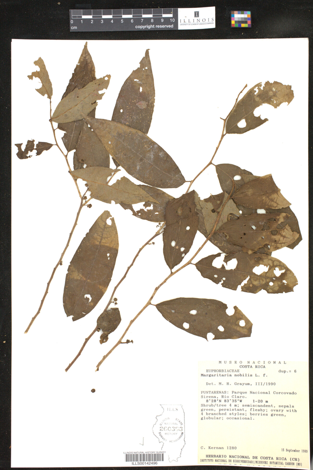 Margaritaria nobilis image