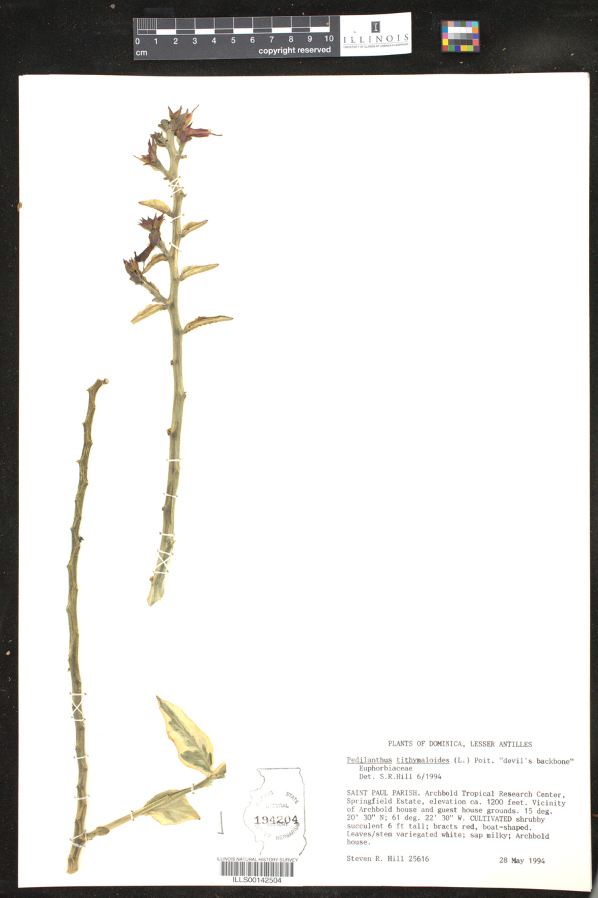 Euphorbia tithymaloides image
