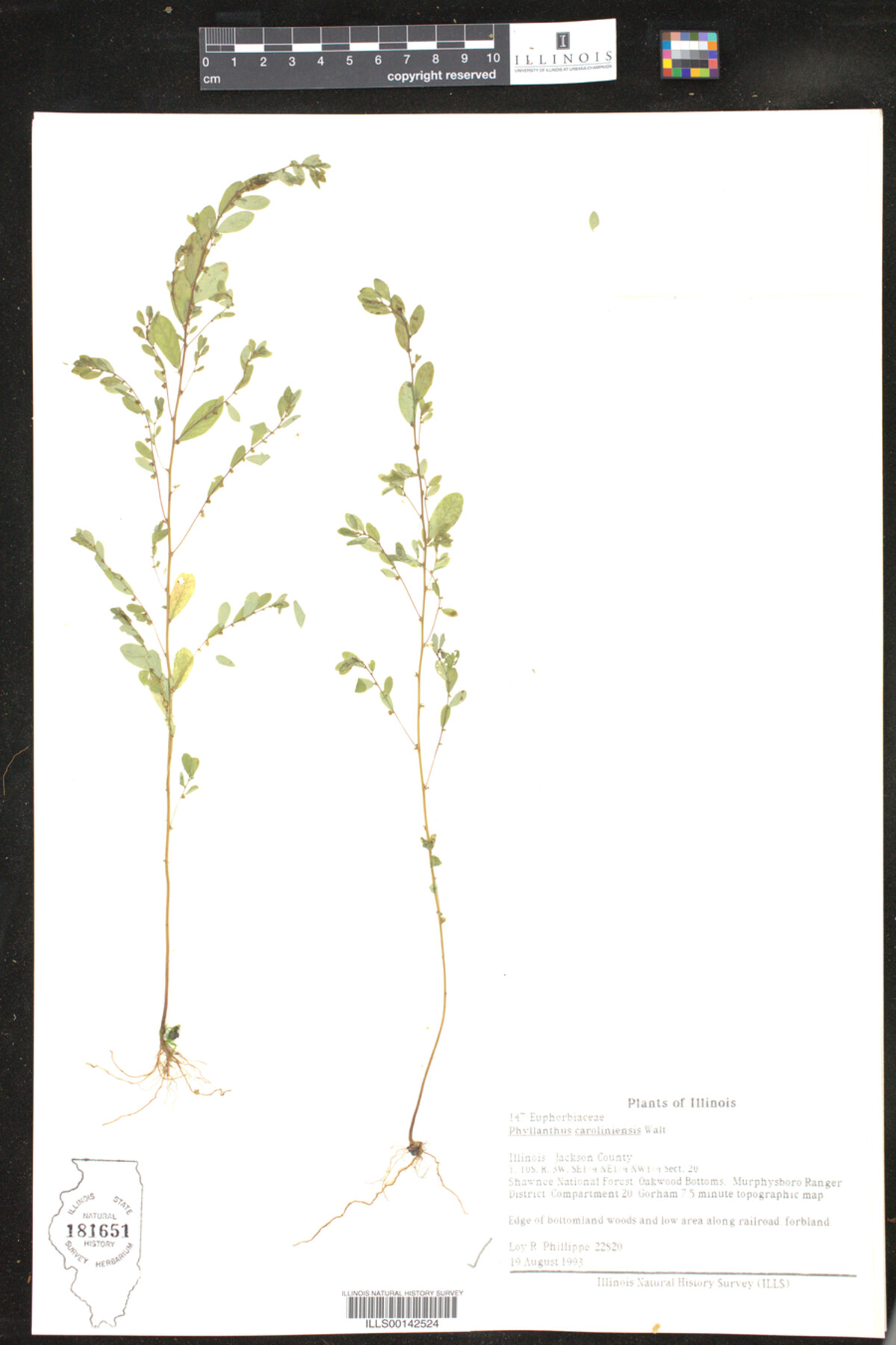 Phyllanthus caroliniensis image