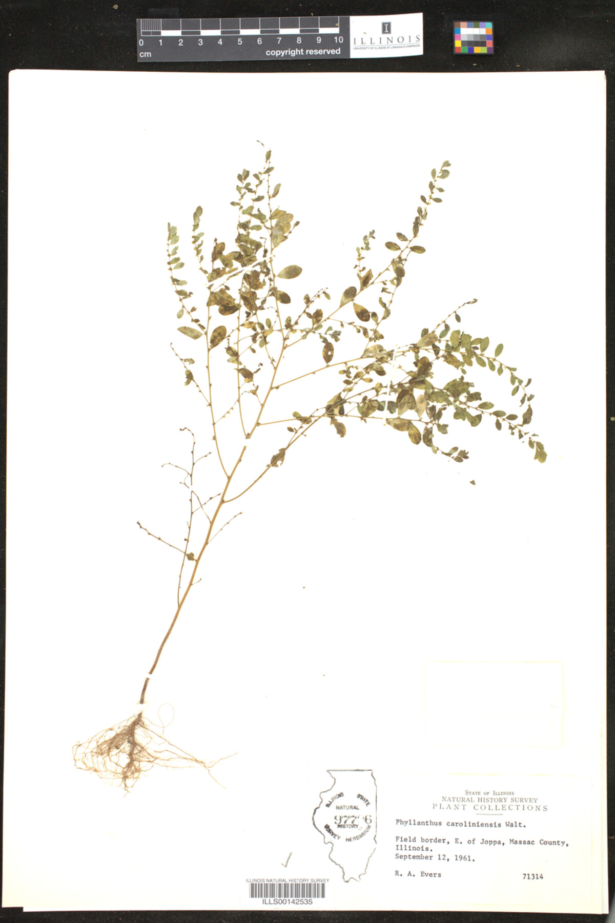 Phyllanthus caroliniensis image