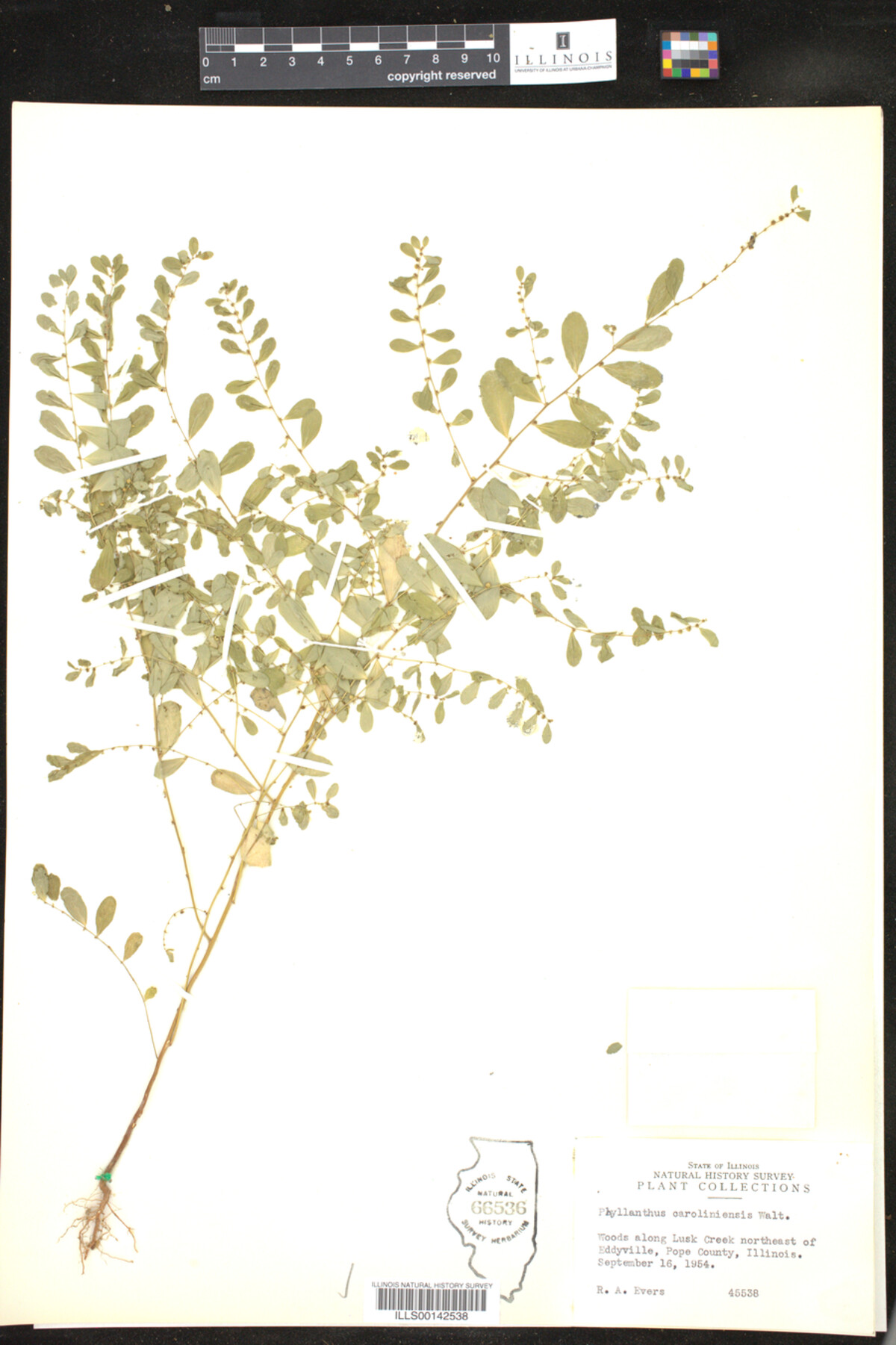 Phyllanthus caroliniensis image