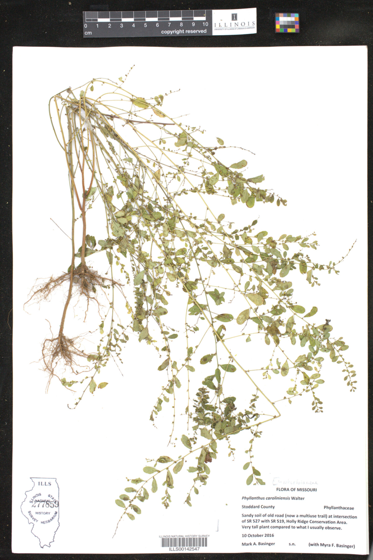 Phyllanthus caroliniensis image