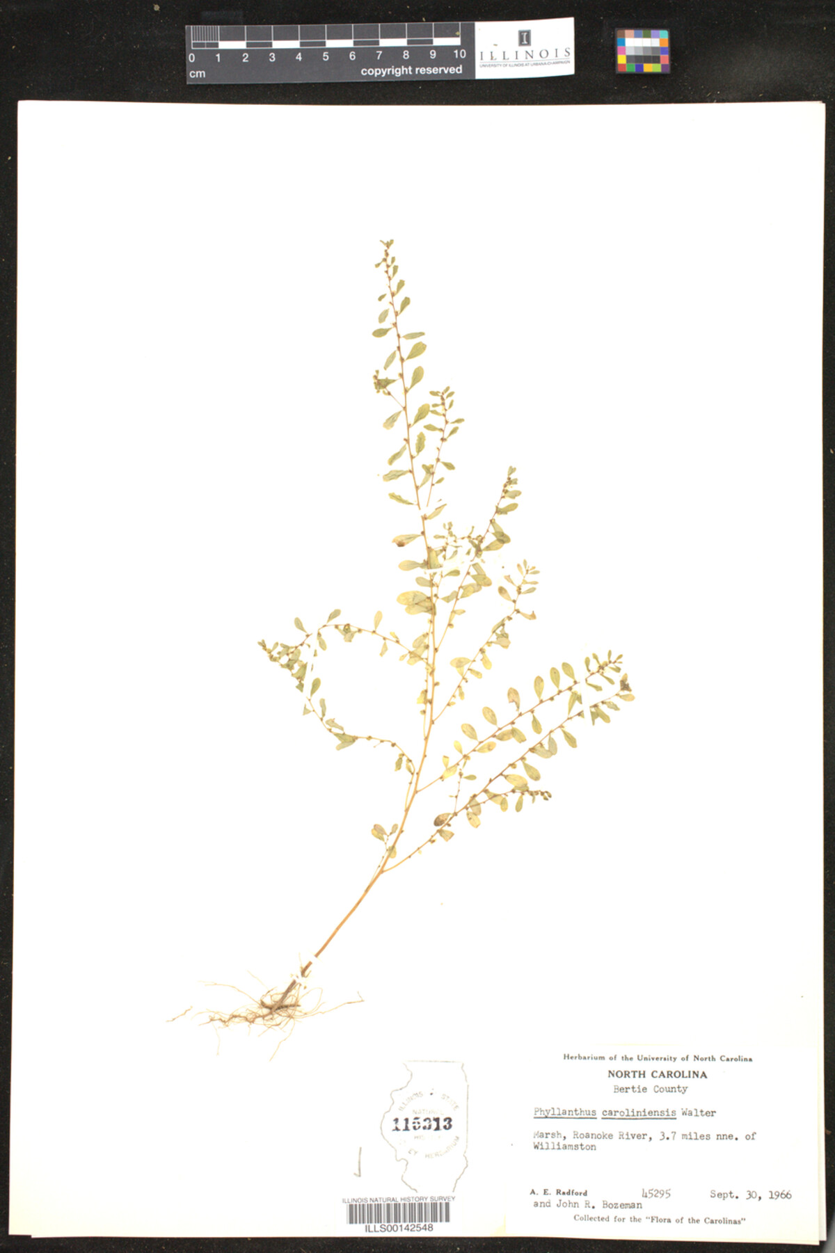 Phyllanthus caroliniensis image