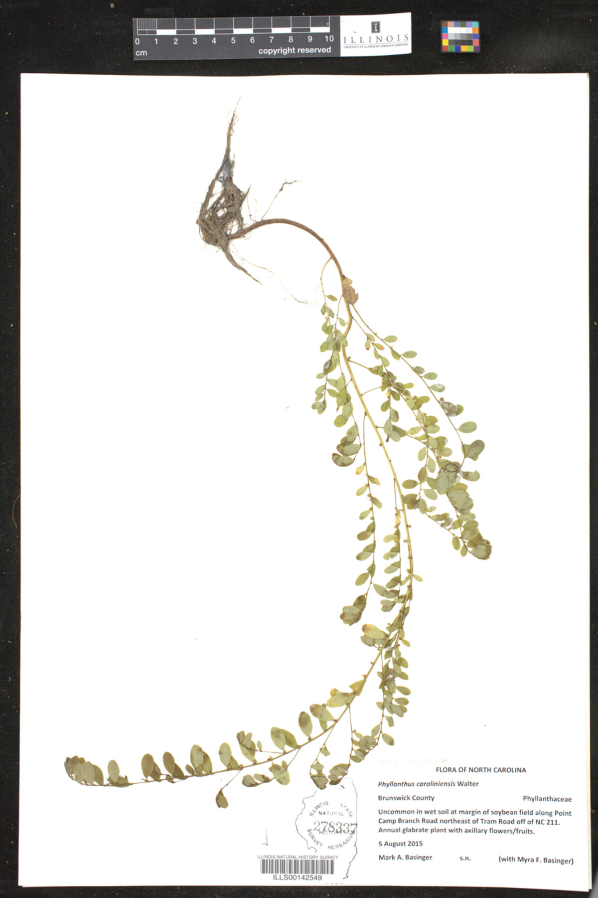 Phyllanthus caroliniensis image
