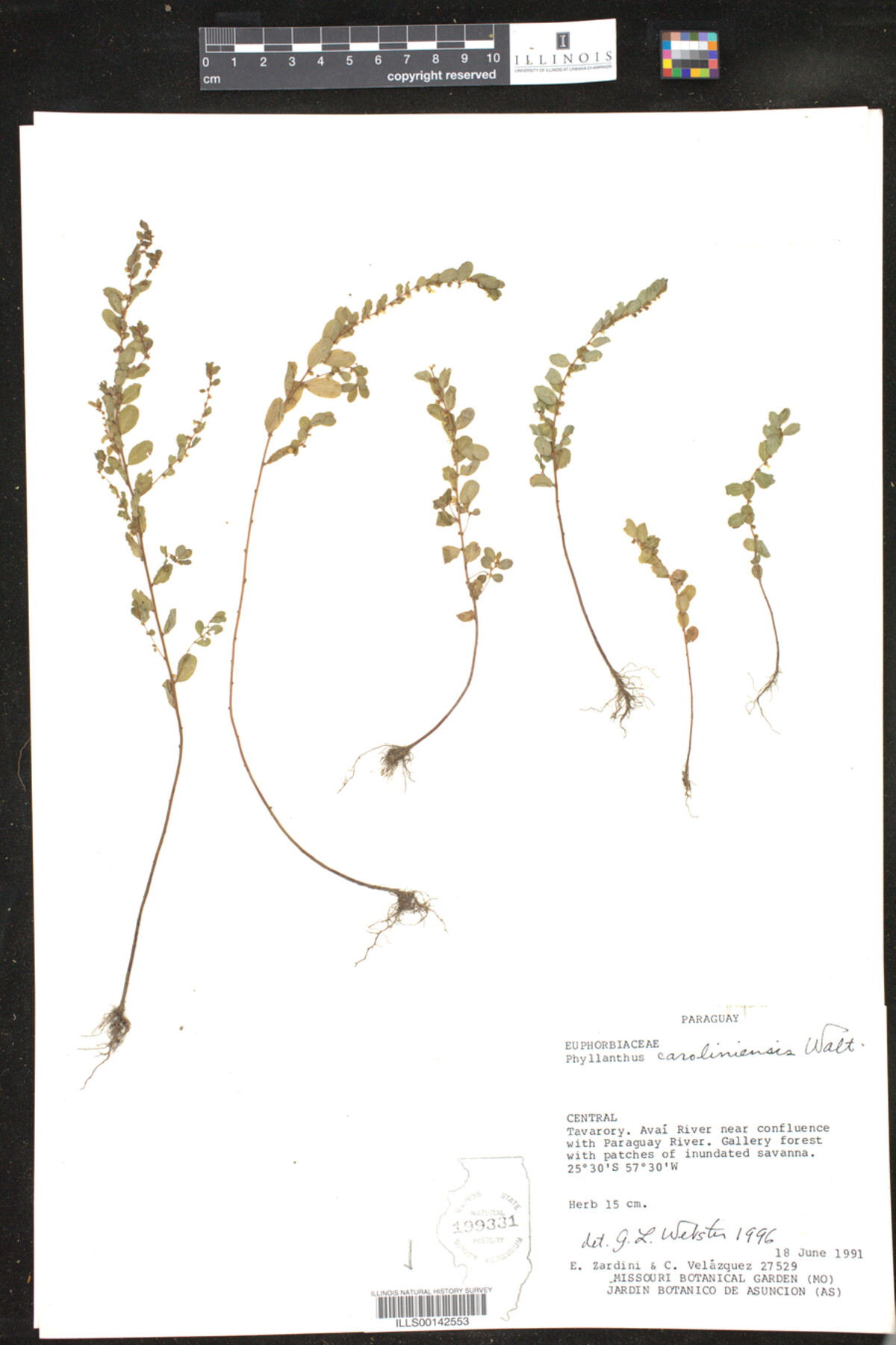 Phyllanthus caroliniensis image