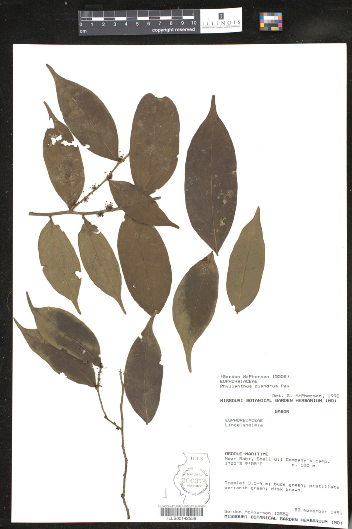 Phyllanthus diandrus image