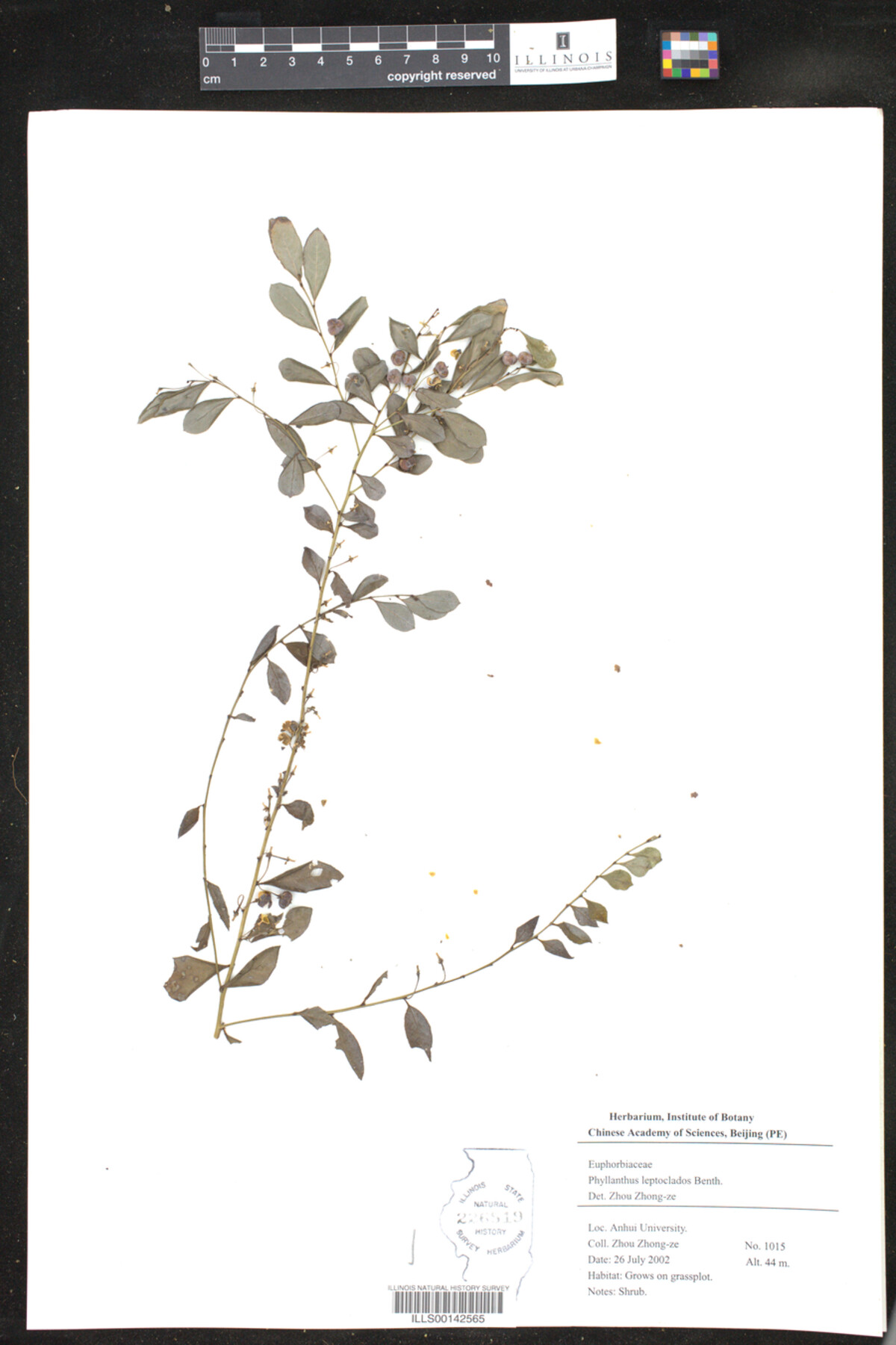 Phyllanthus leptoclados image