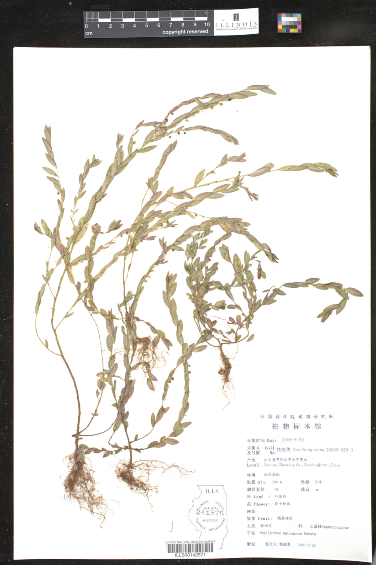 Phyllanthus image