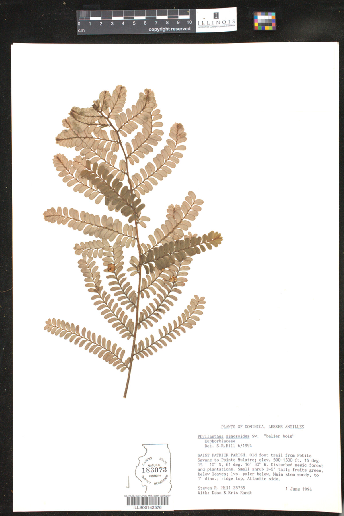 Phyllanthus image