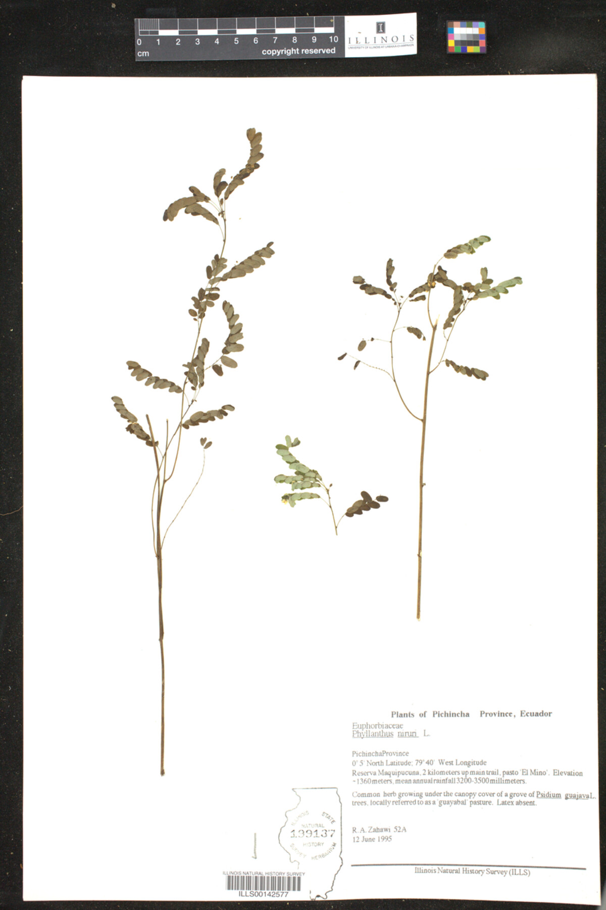 Phyllanthus niruri image