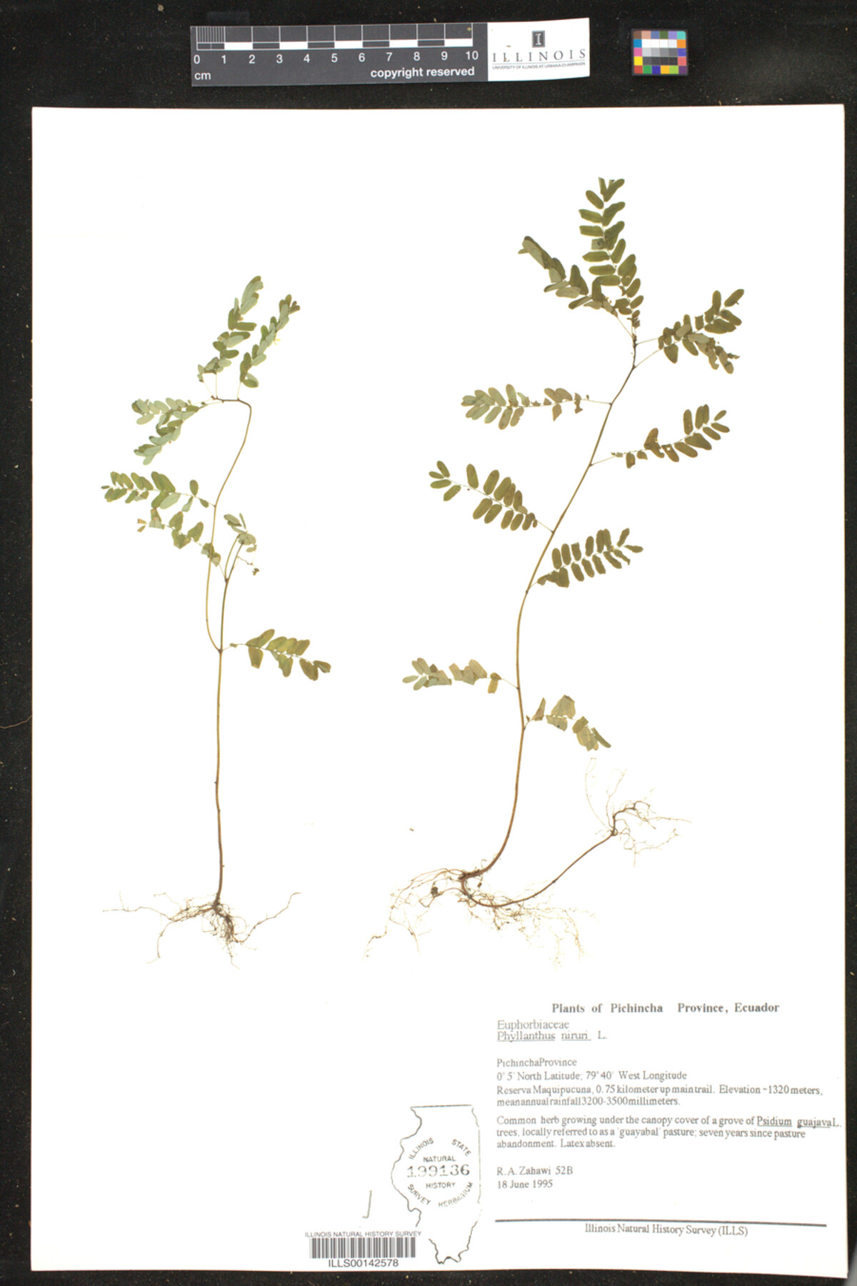 Phyllanthus niruri image