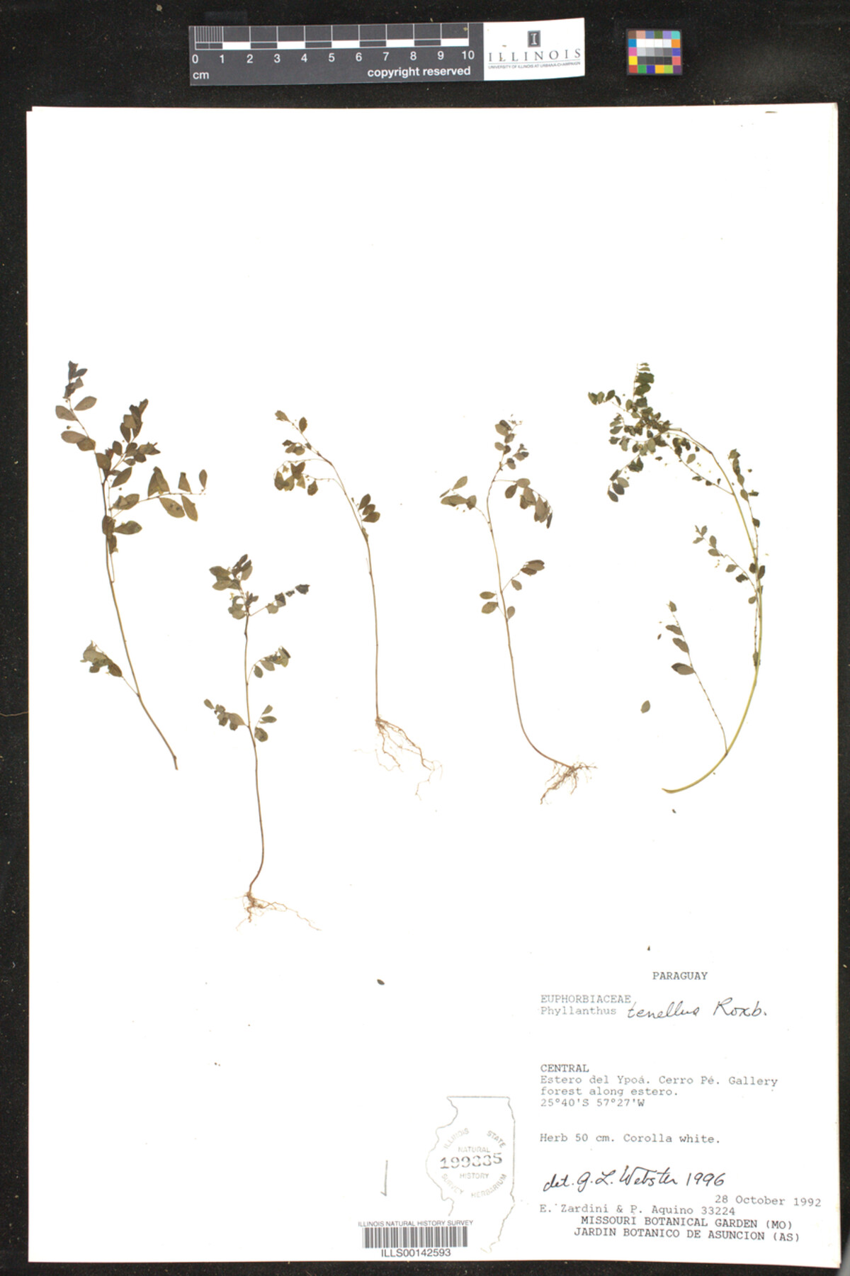 Phyllanthus image