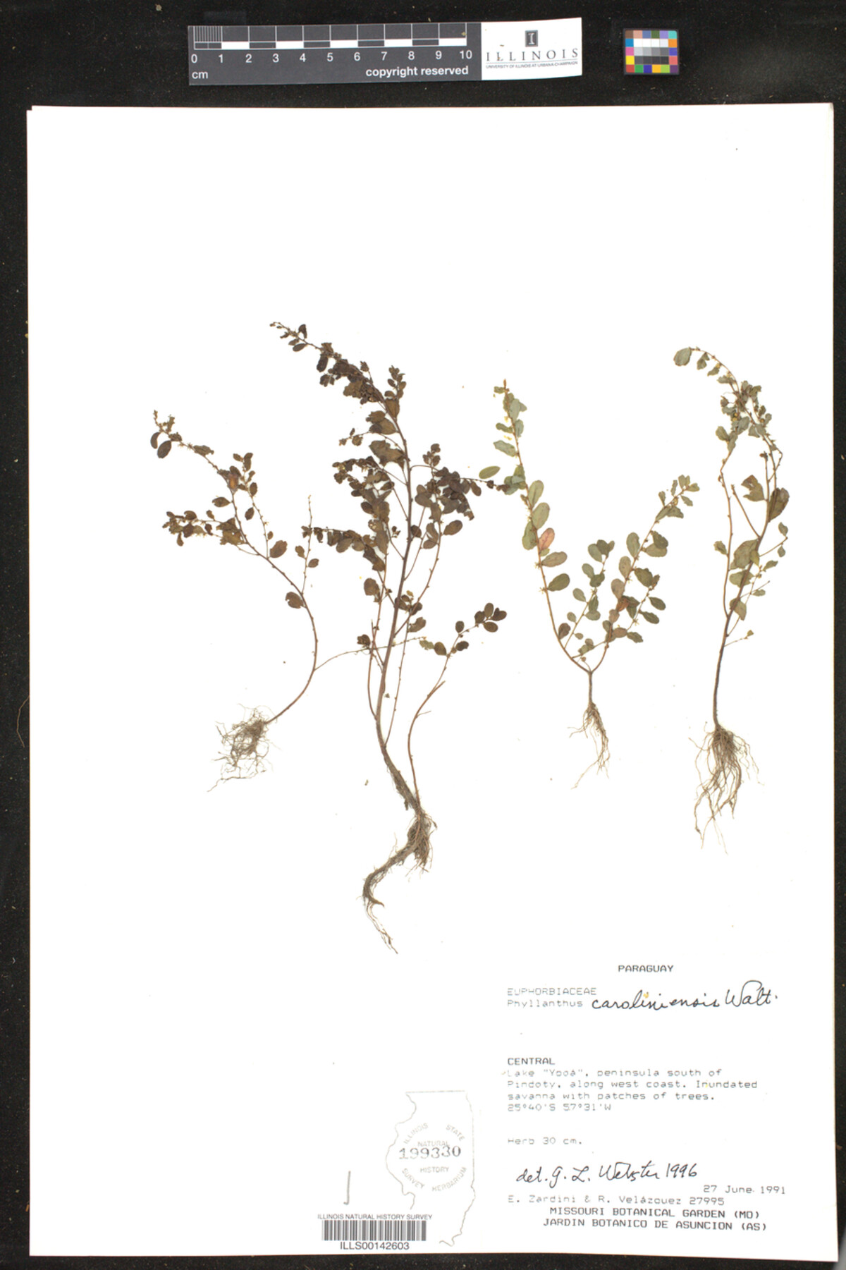 Phyllanthus caroliniensis image