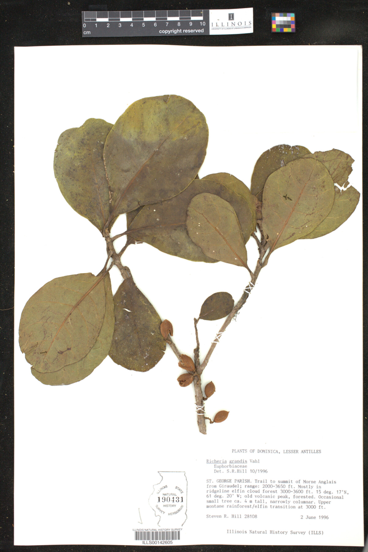 Richeria grandis image