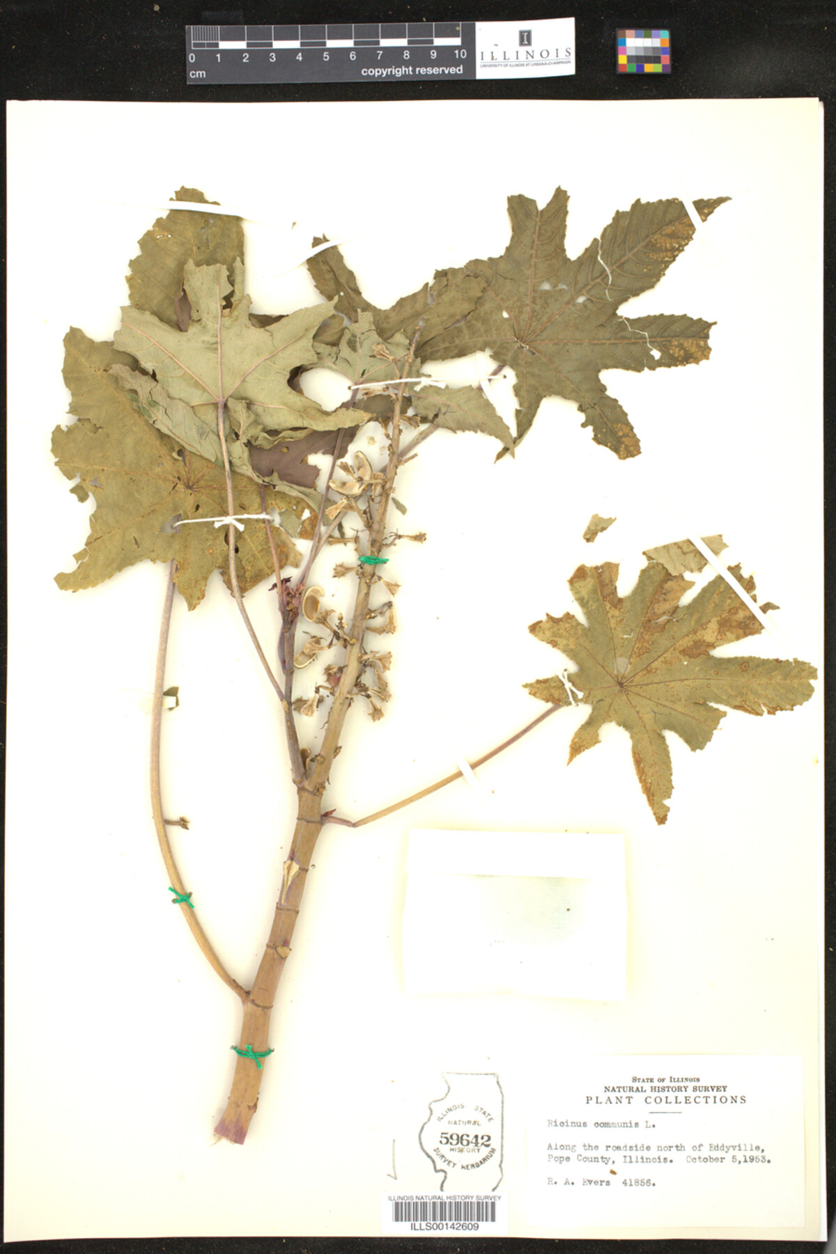 Ricinus communis image