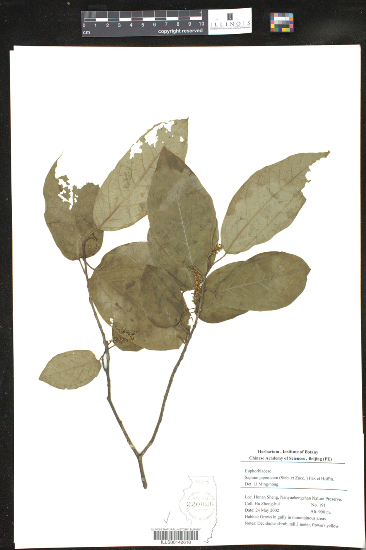 Neoshirakia japonica image