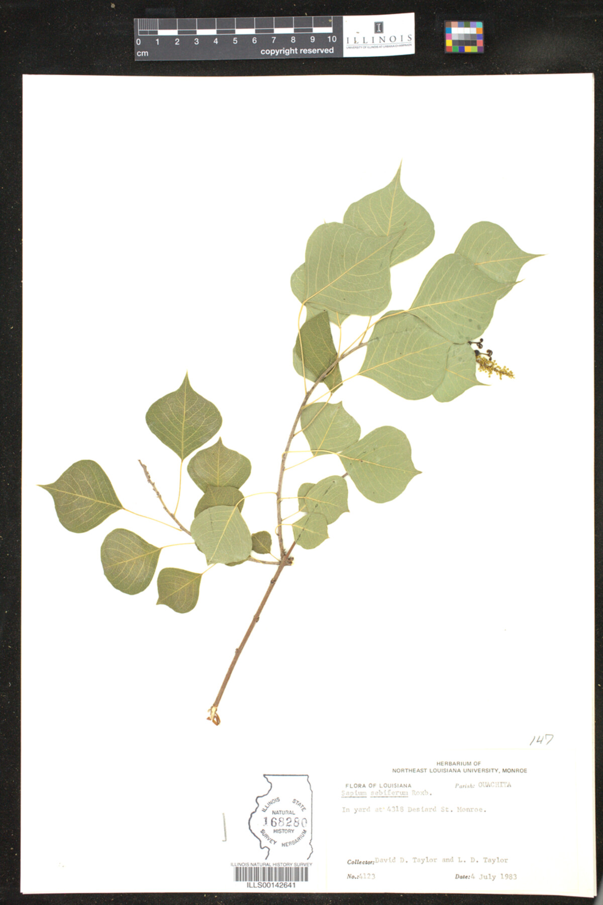Sapium image