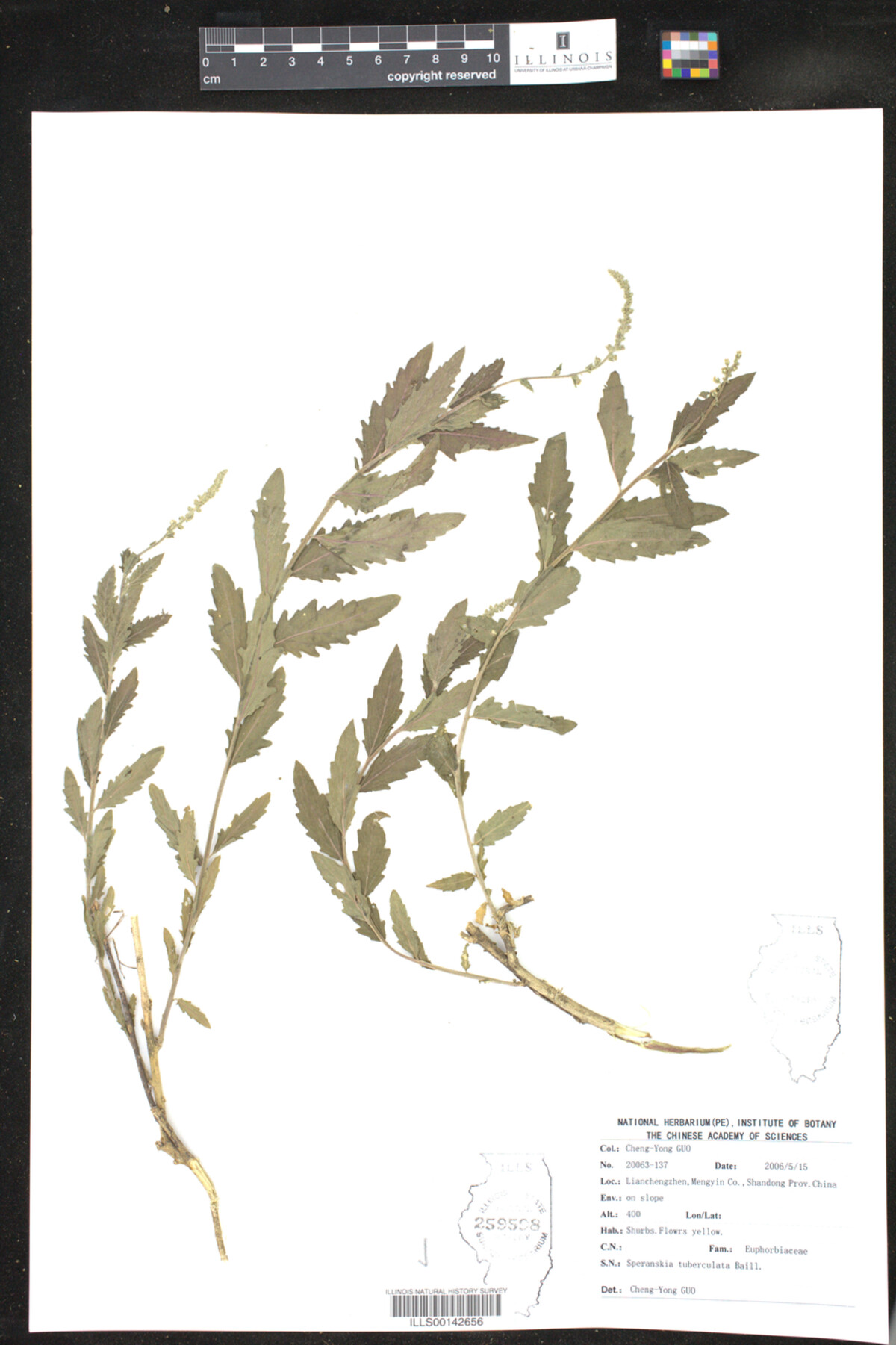 Speranskia tuberculata image