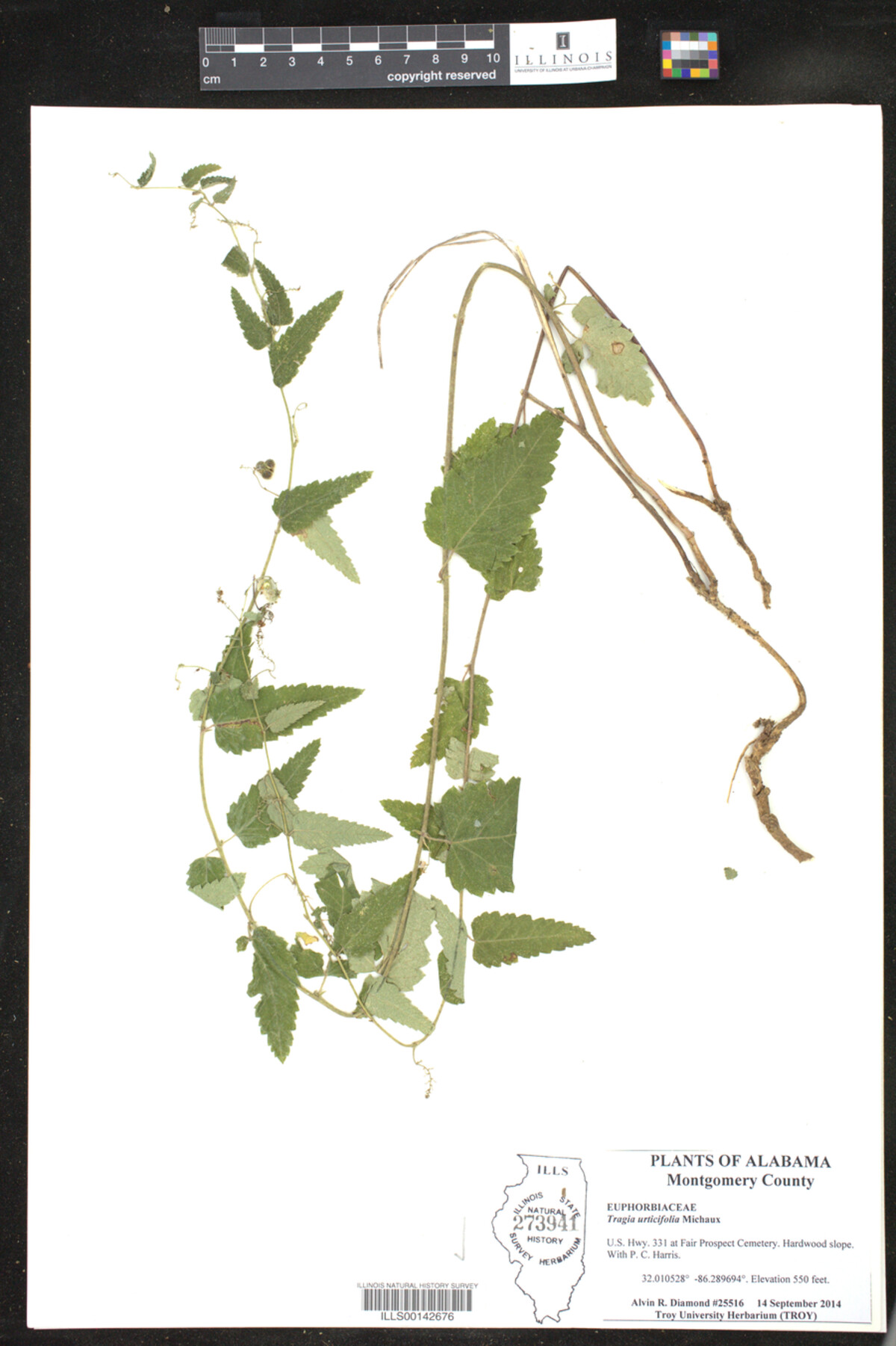 Tragia urticifolia image