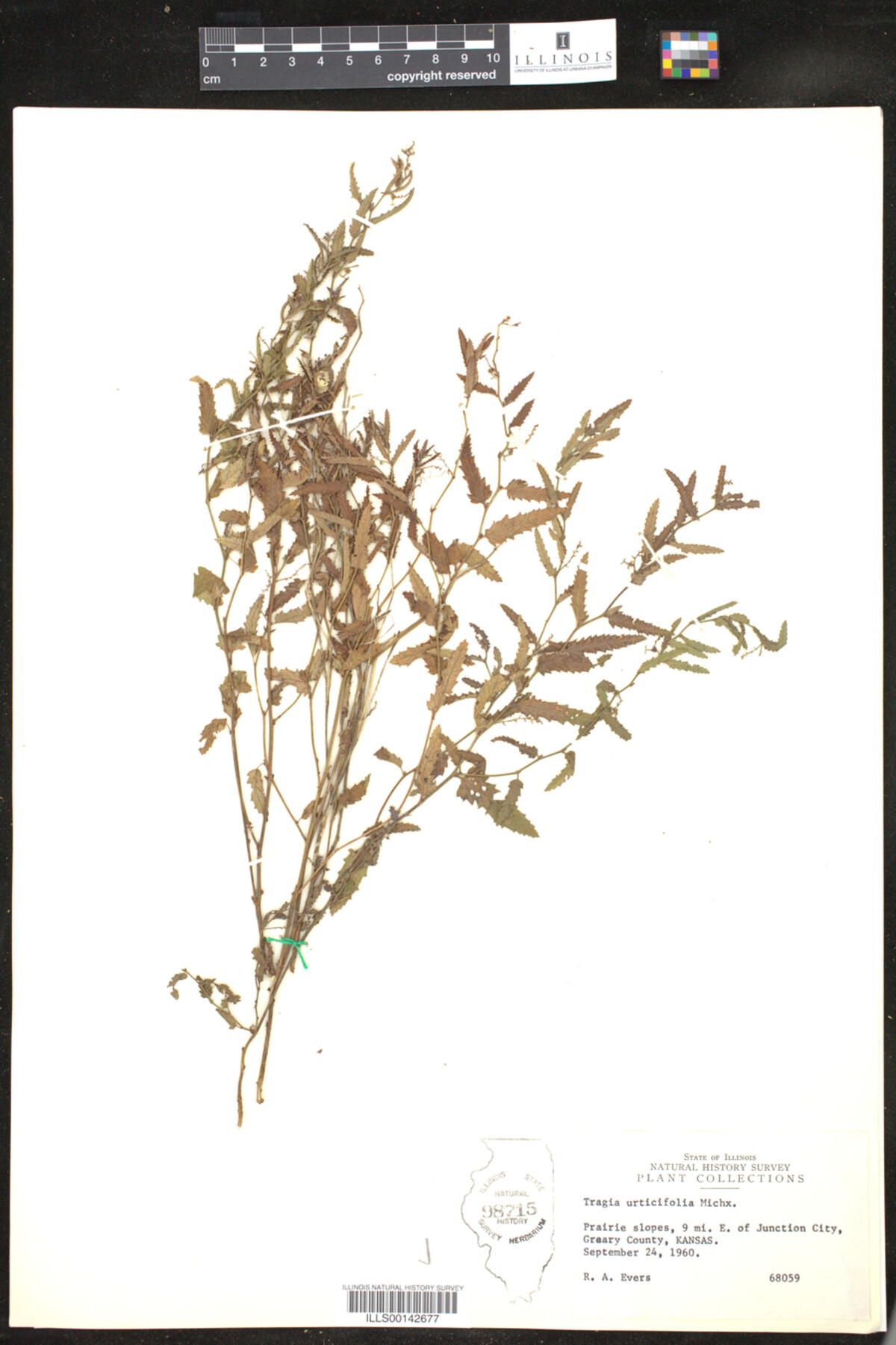 Tragia urticifolia image