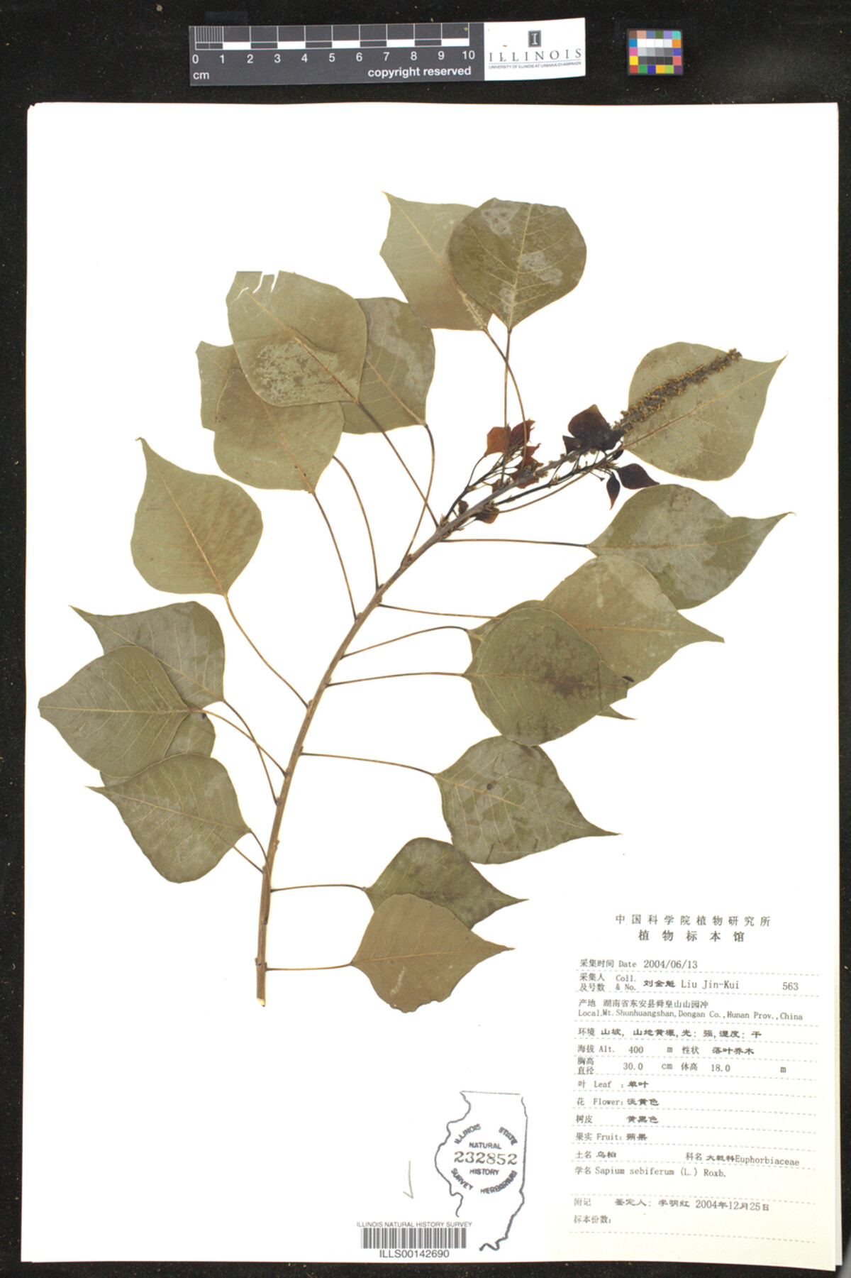 Triadica sebifera image