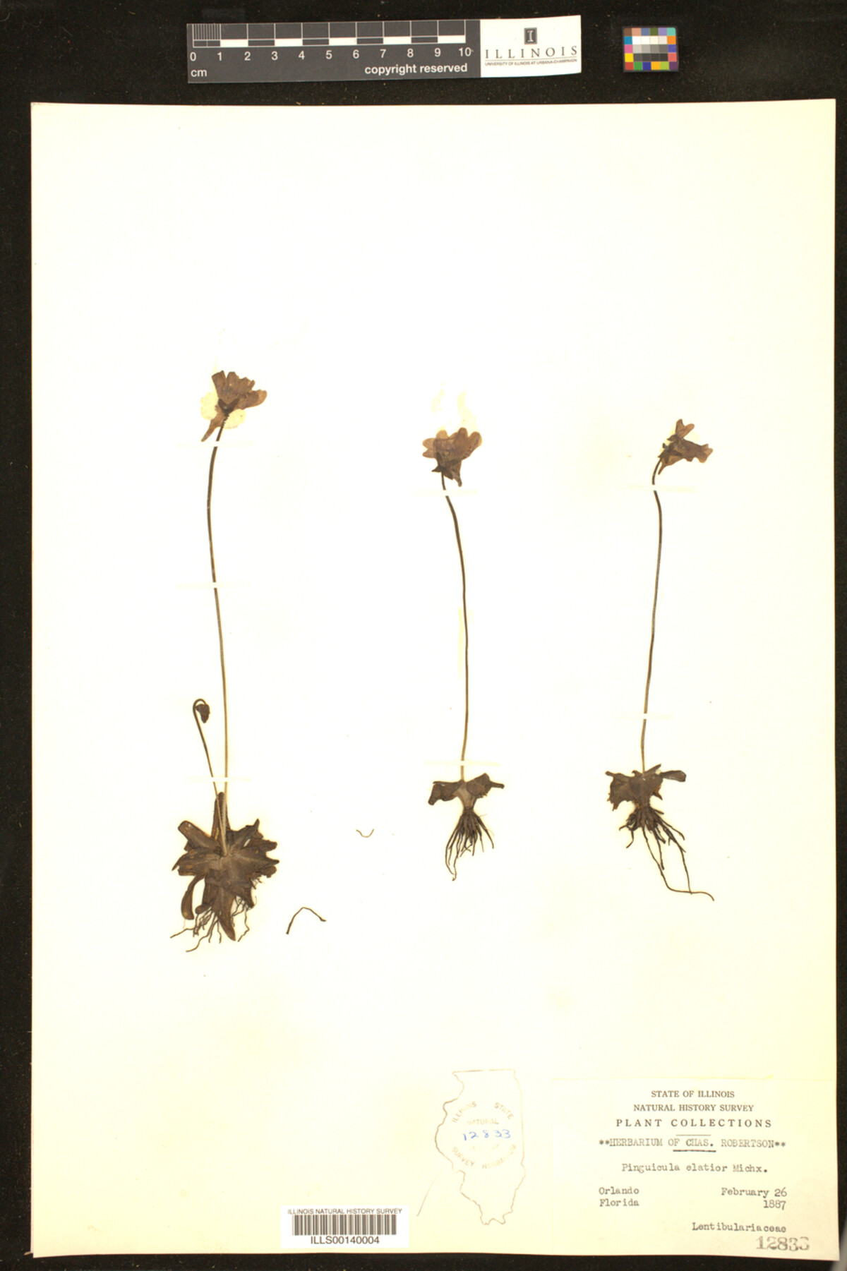 Pinguicula elatior image