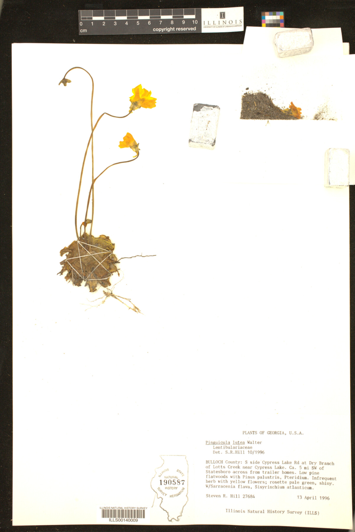 Pinguicula lutea image