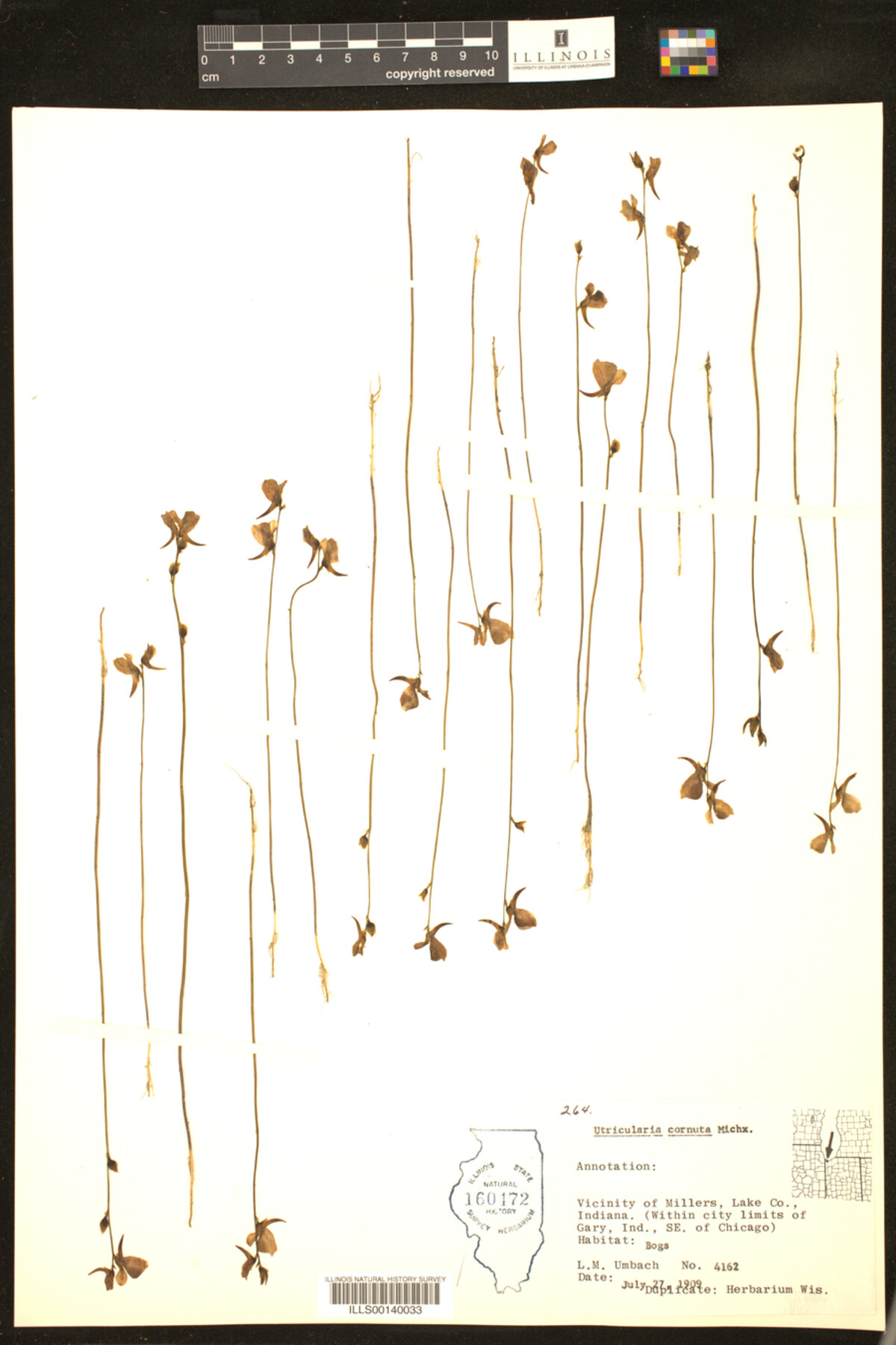 Lentibulariaceae image
