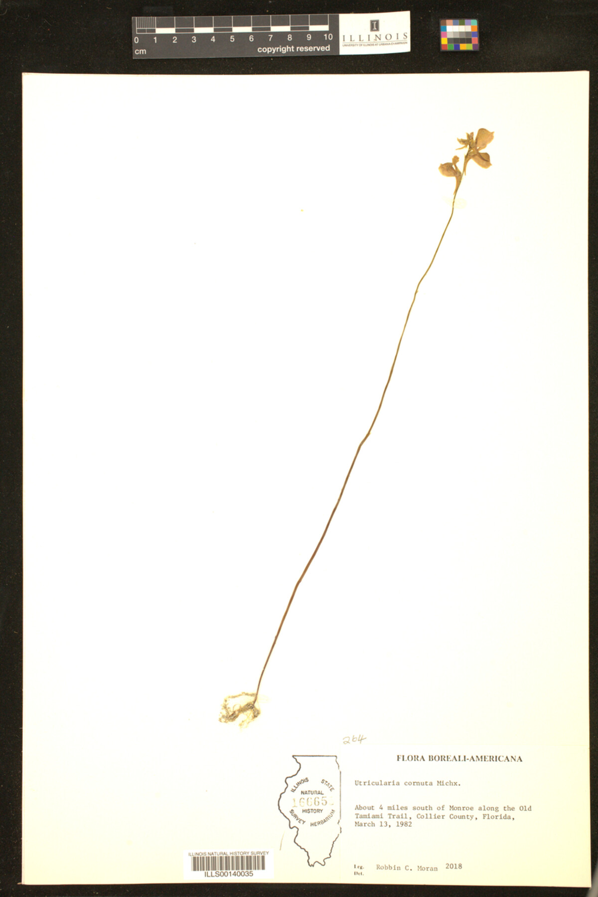 Utricularia cornuta image