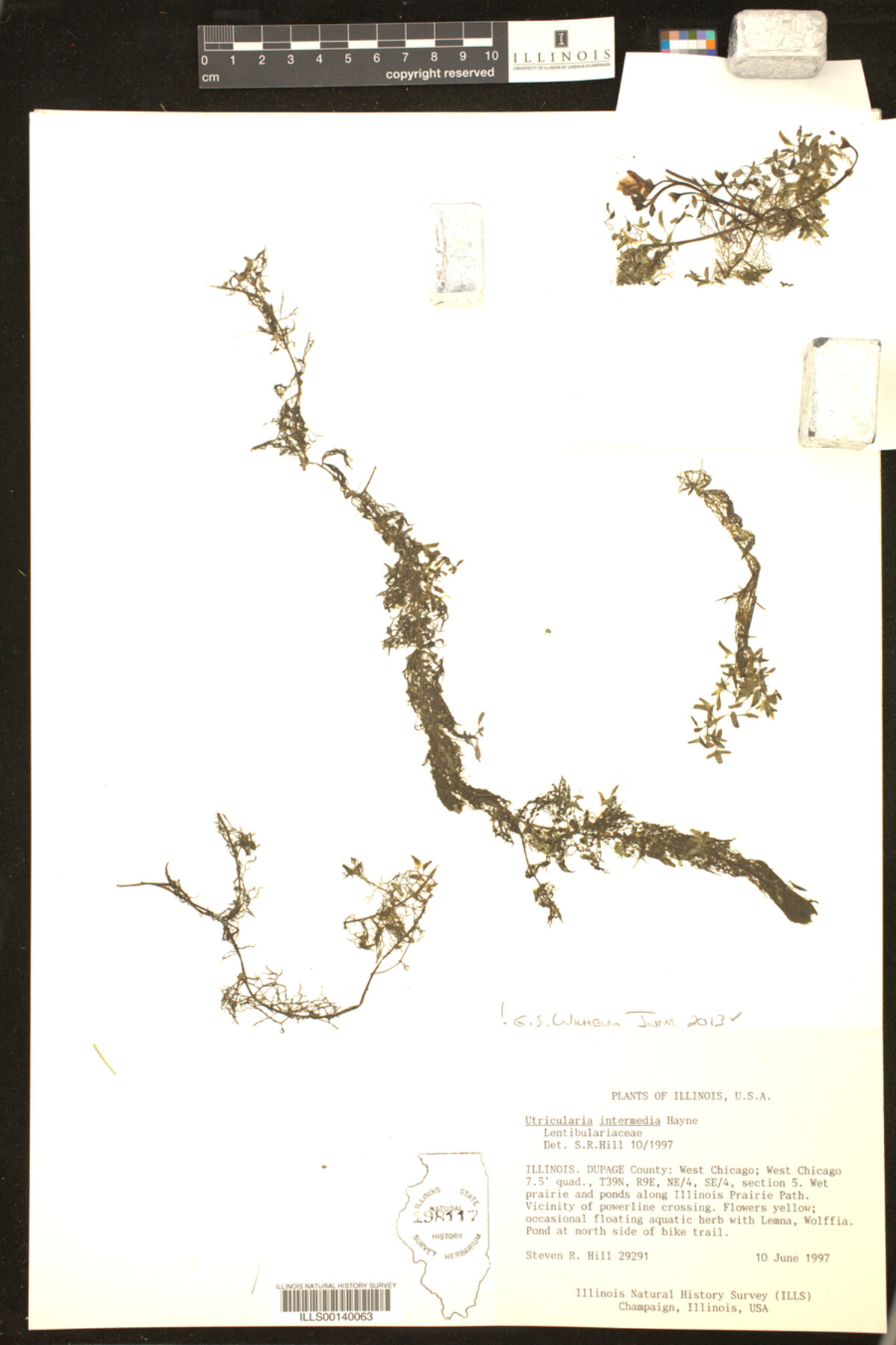 Lentibulariaceae image