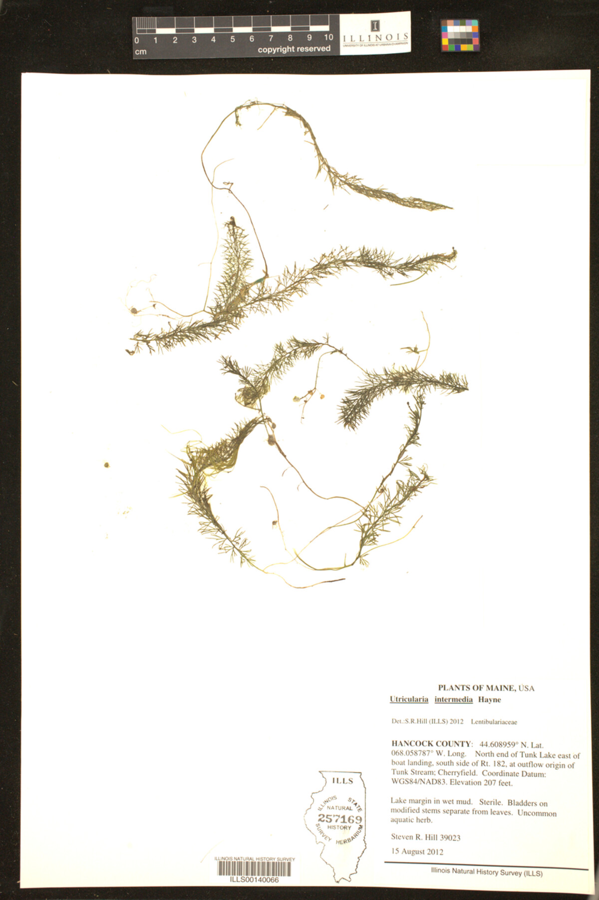 Utricularia image