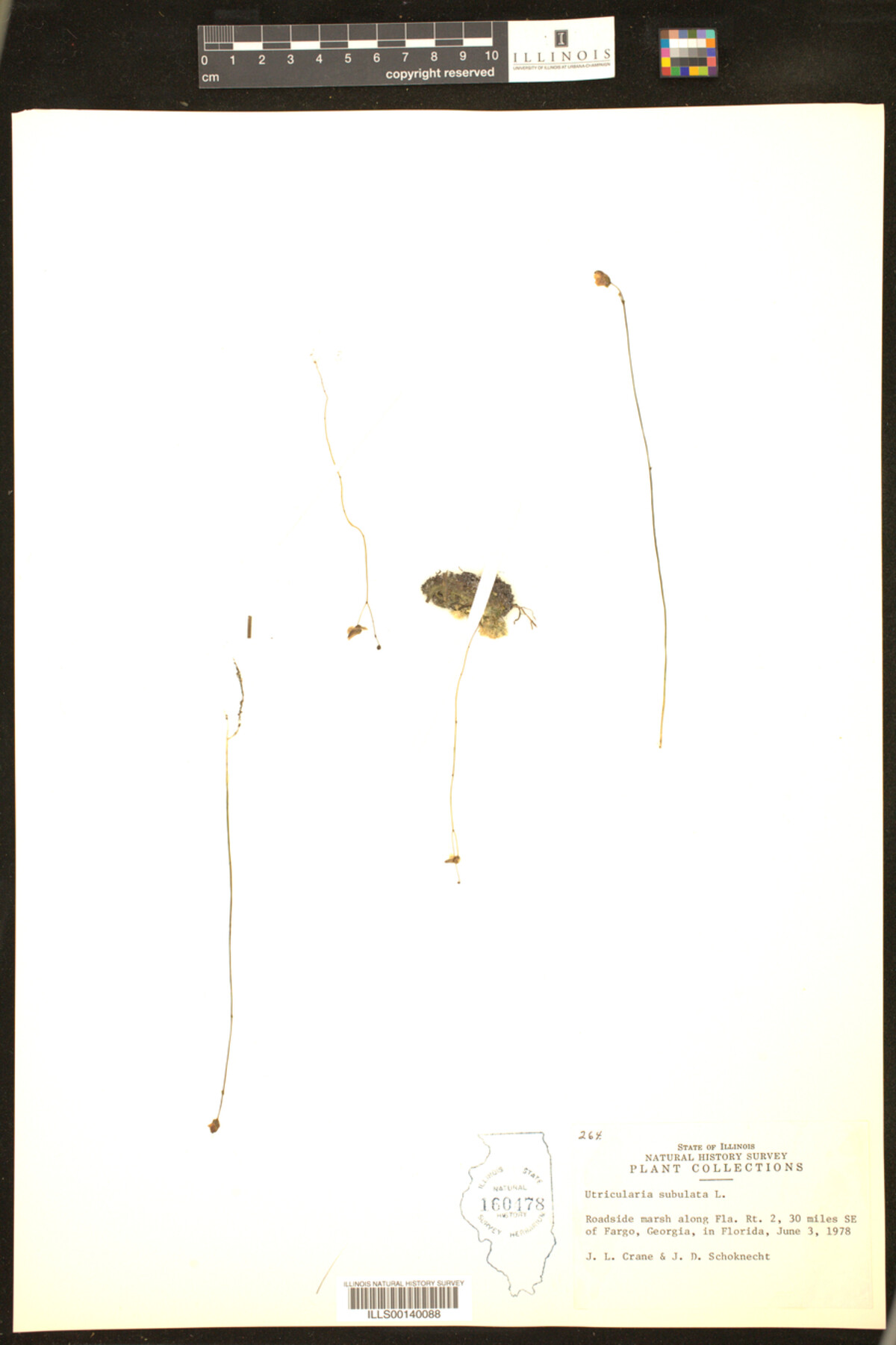 Utricularia subulata image