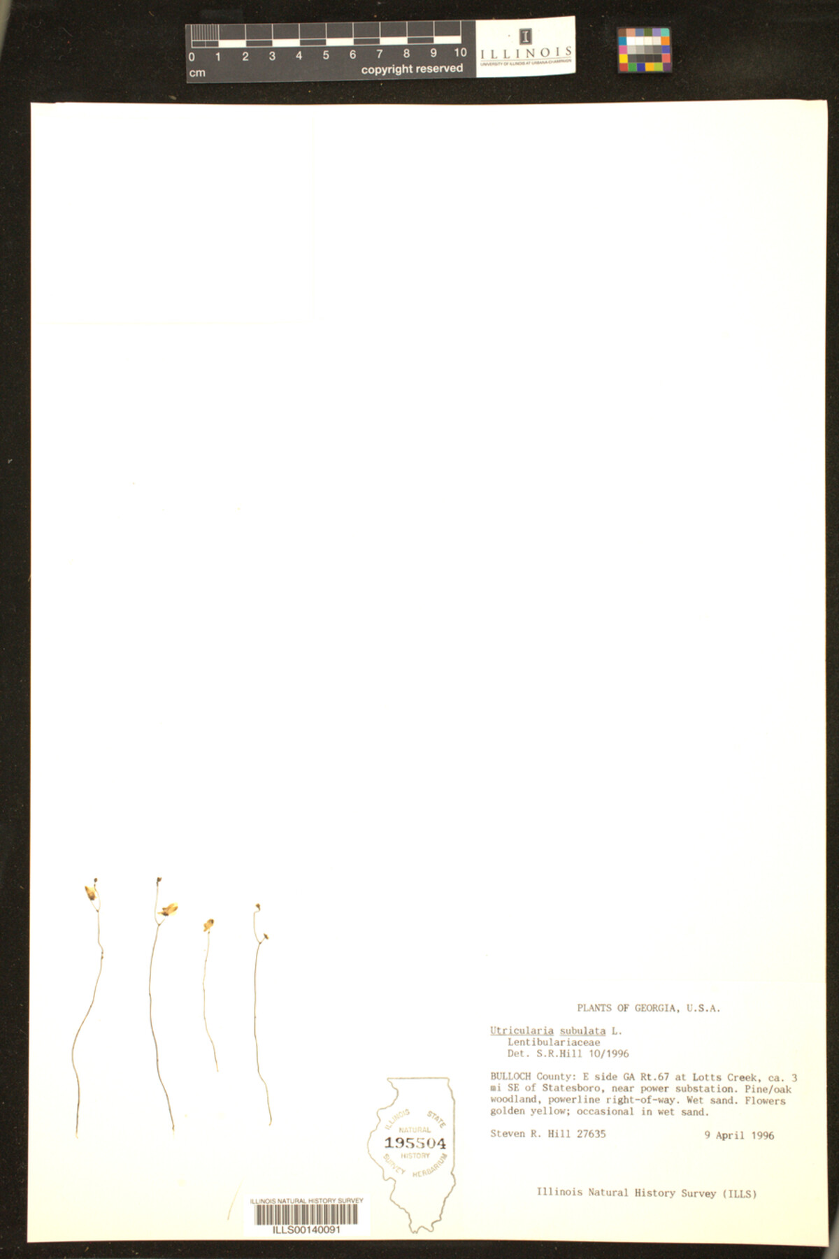 Utricularia image
