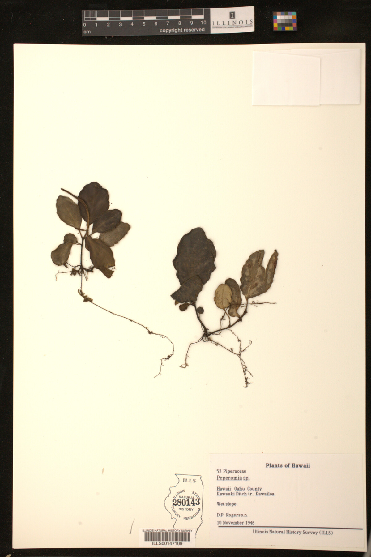 Peperomia image