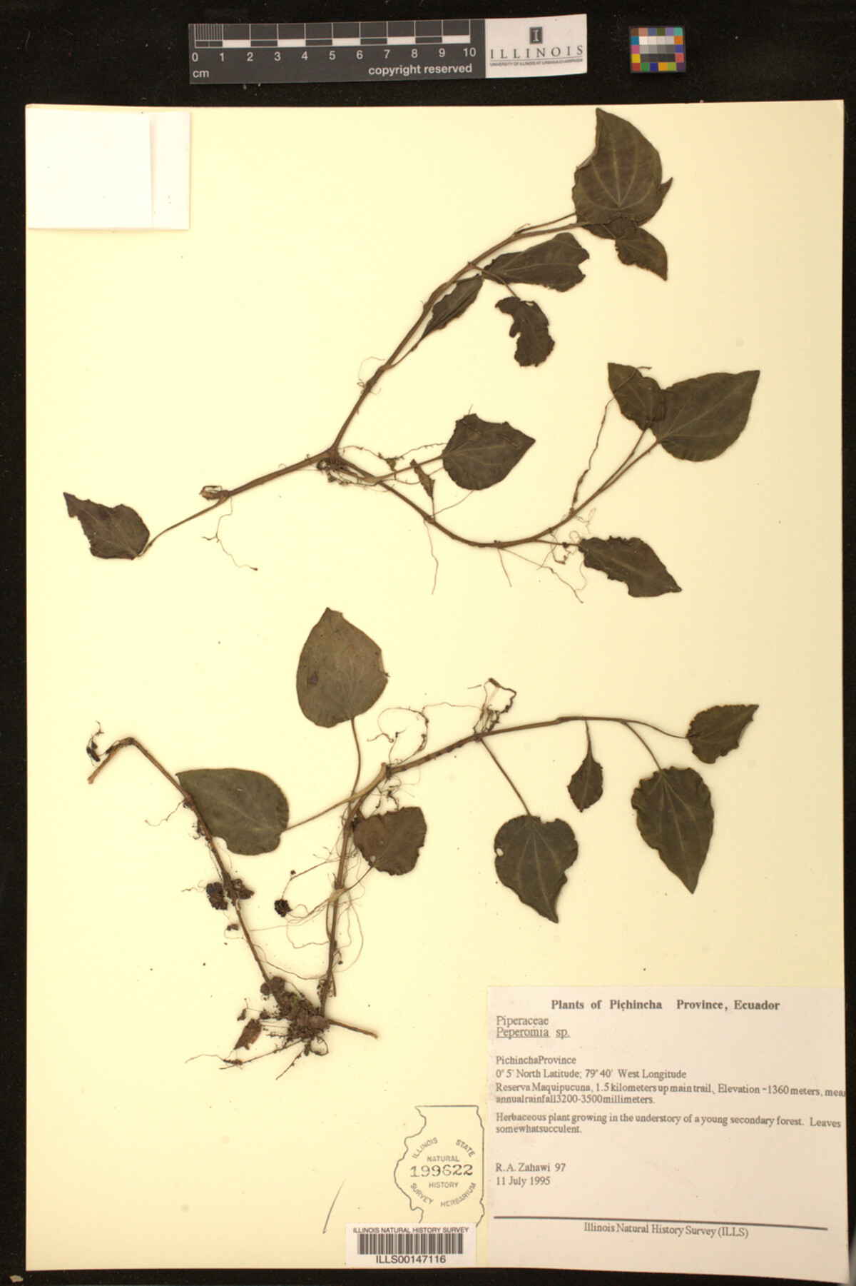 Peperomia image