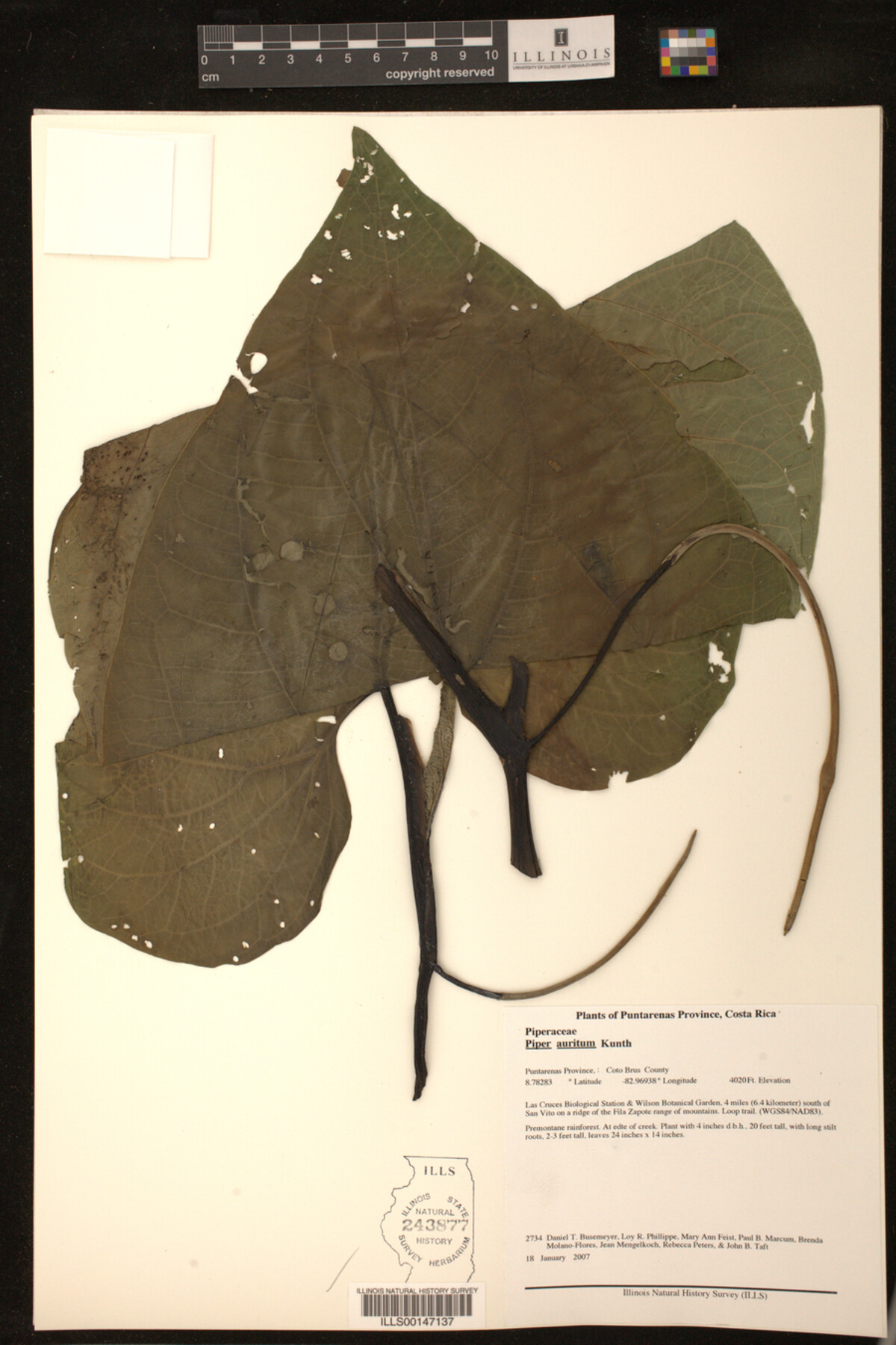 Piper auritum image