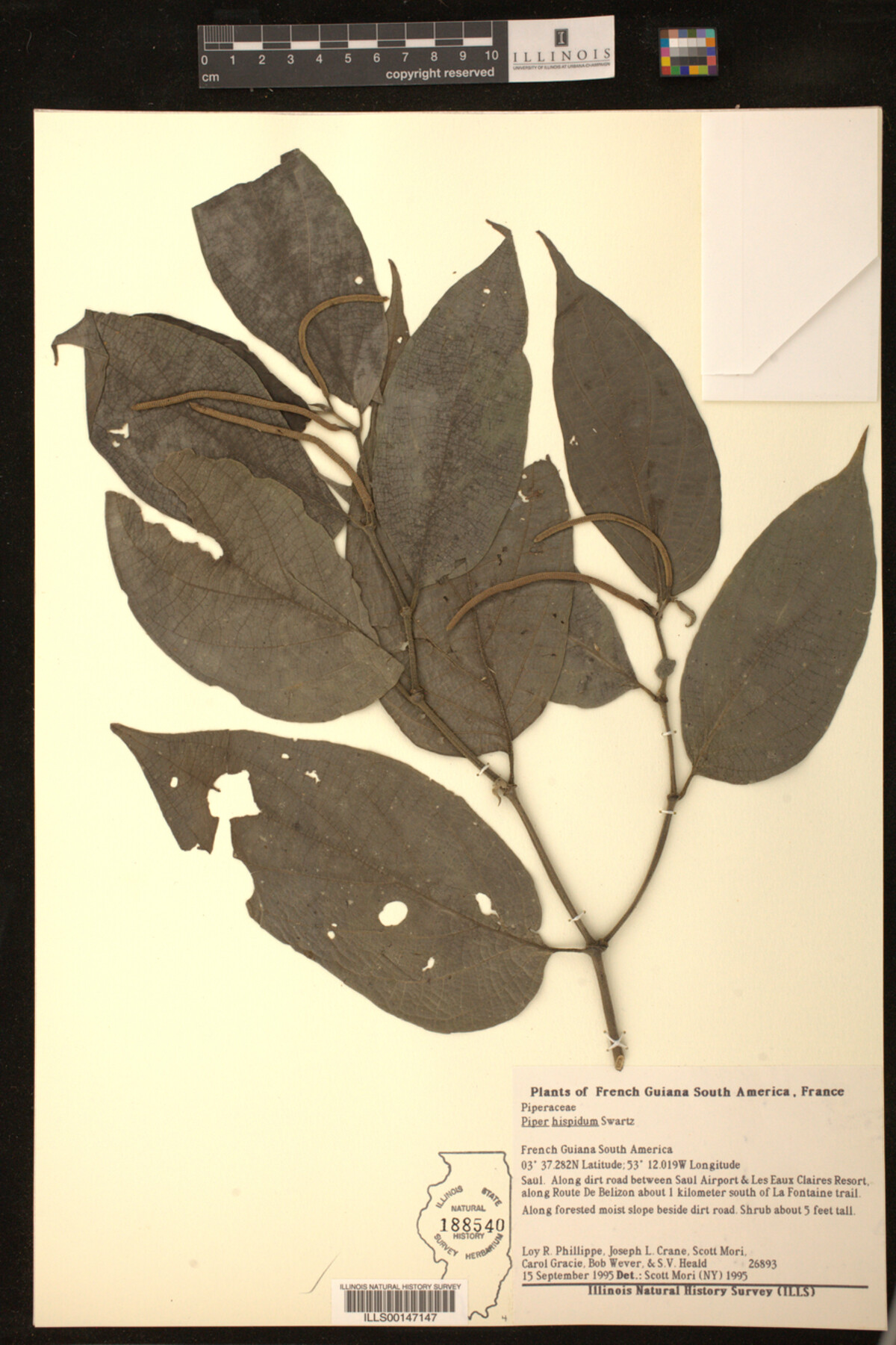 Piper hispidum image