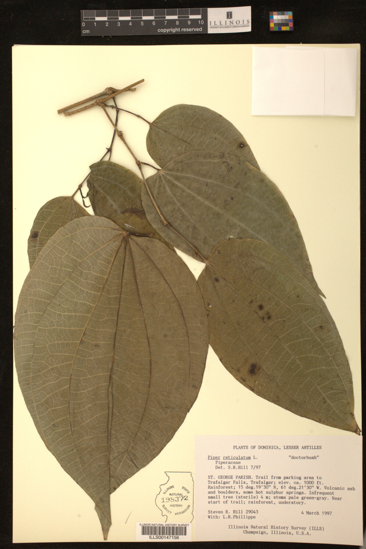 Piper reticulatum image