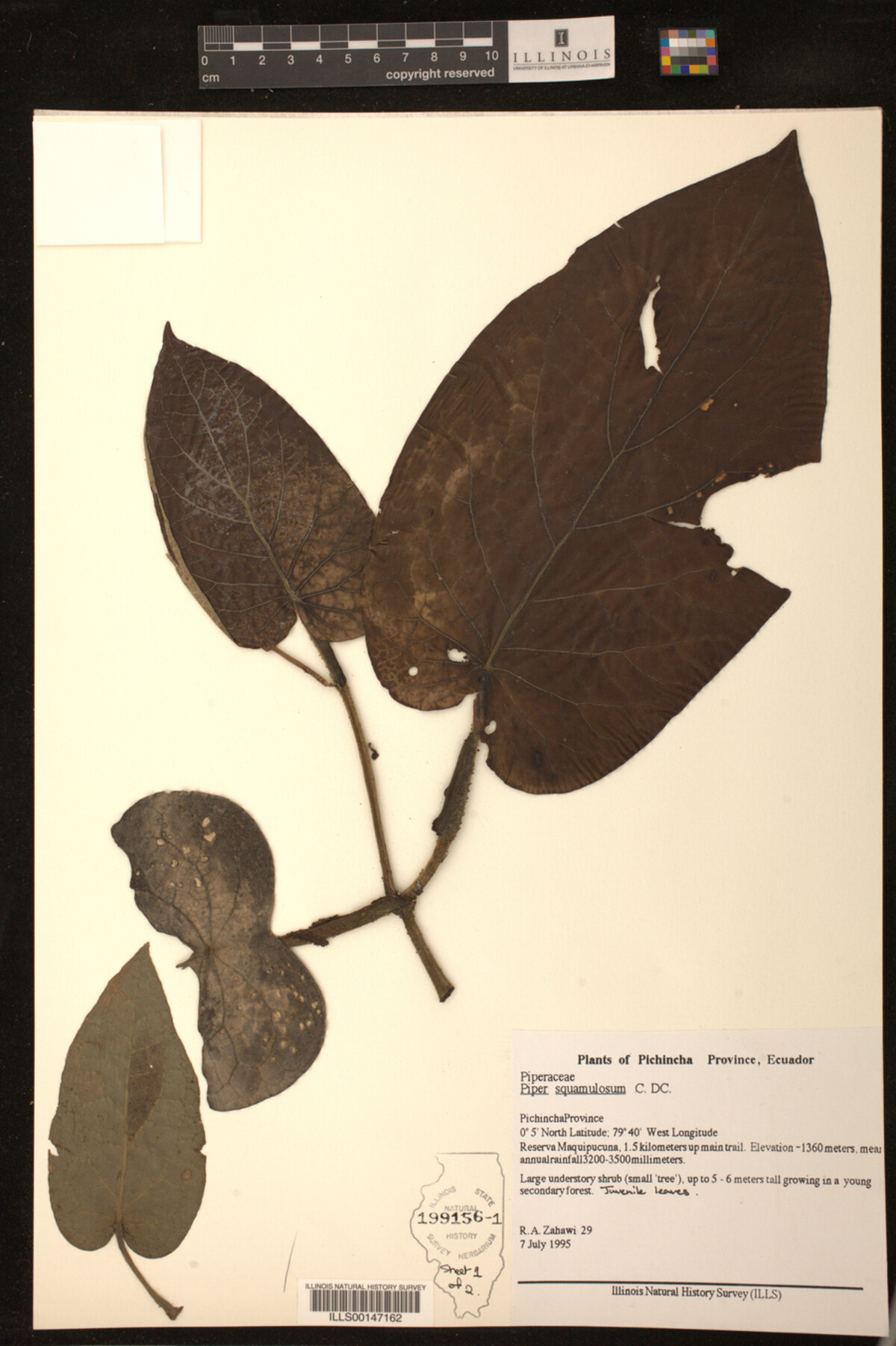 Piper squamulosum image