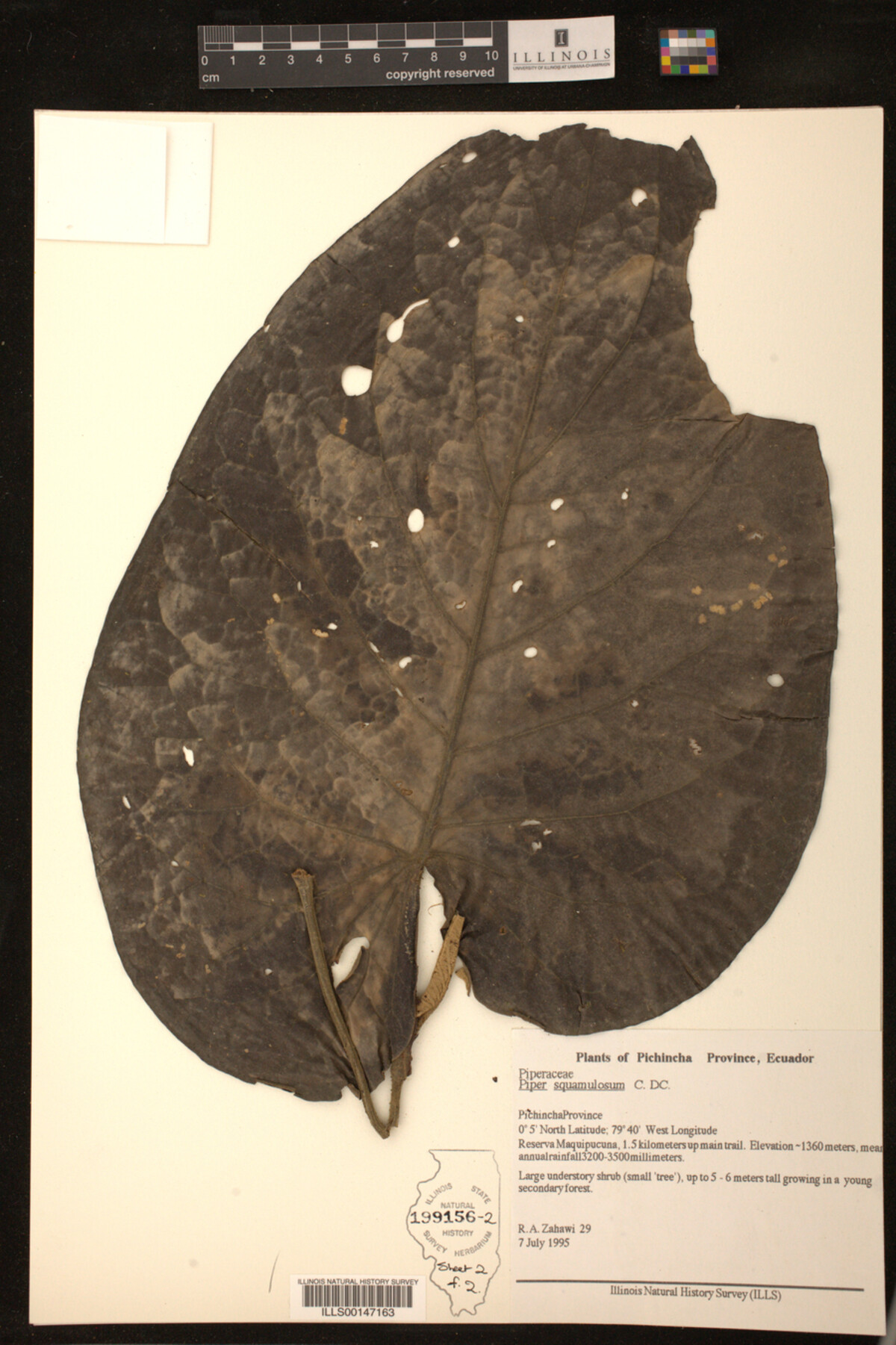 Piper squamulosum image
