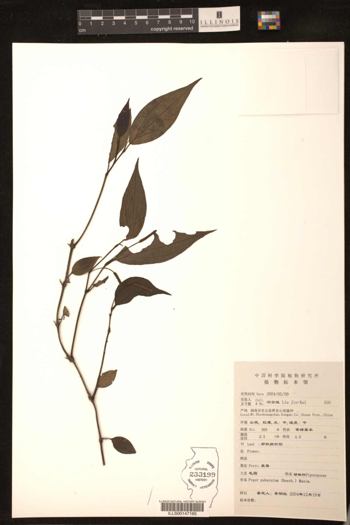 Piper puberulum image