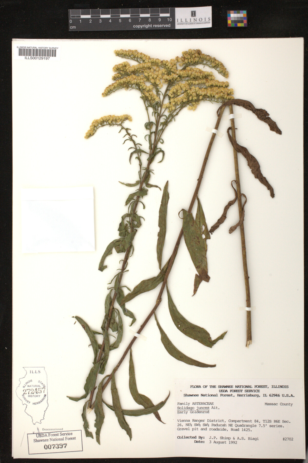 Solidago juncea image