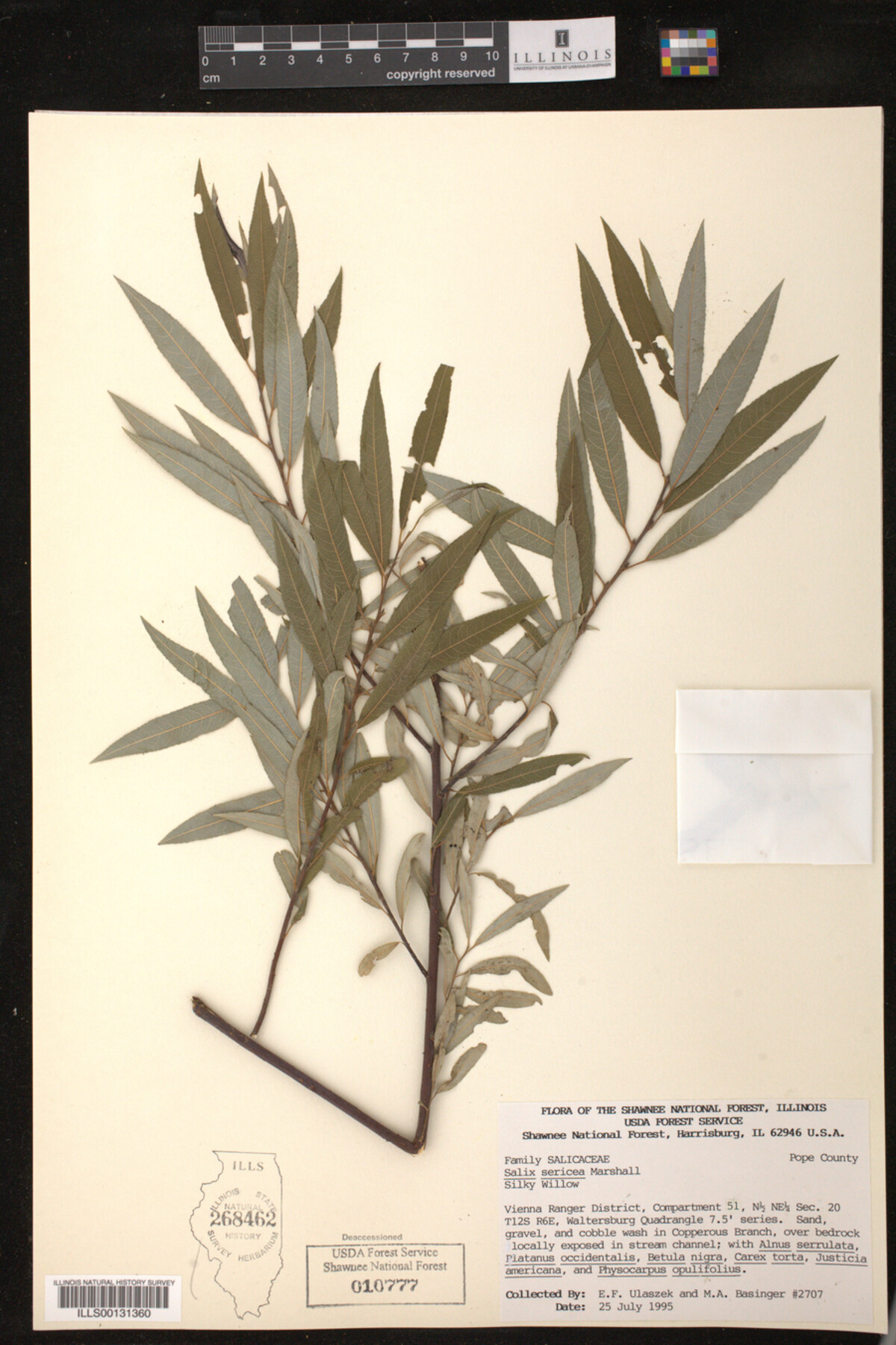 Salix sericea image