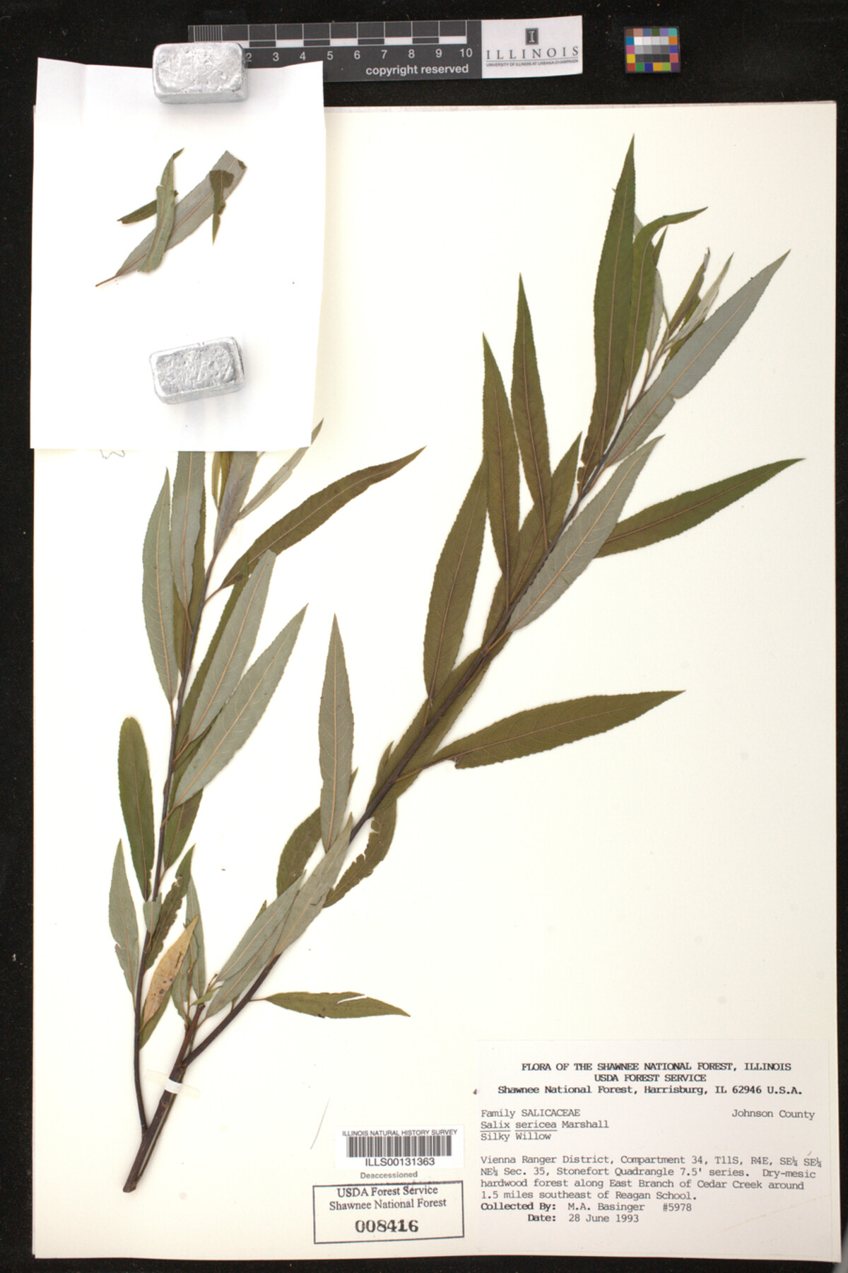 Salix sericea image