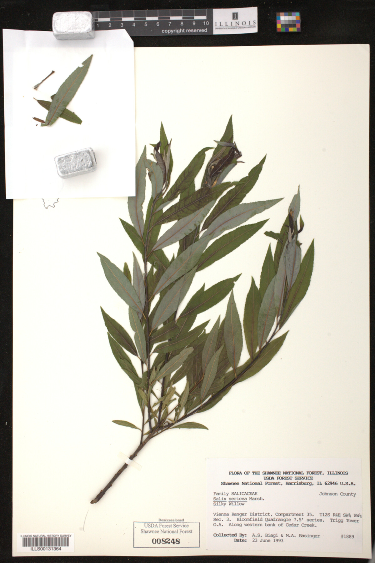 Salix sericea image